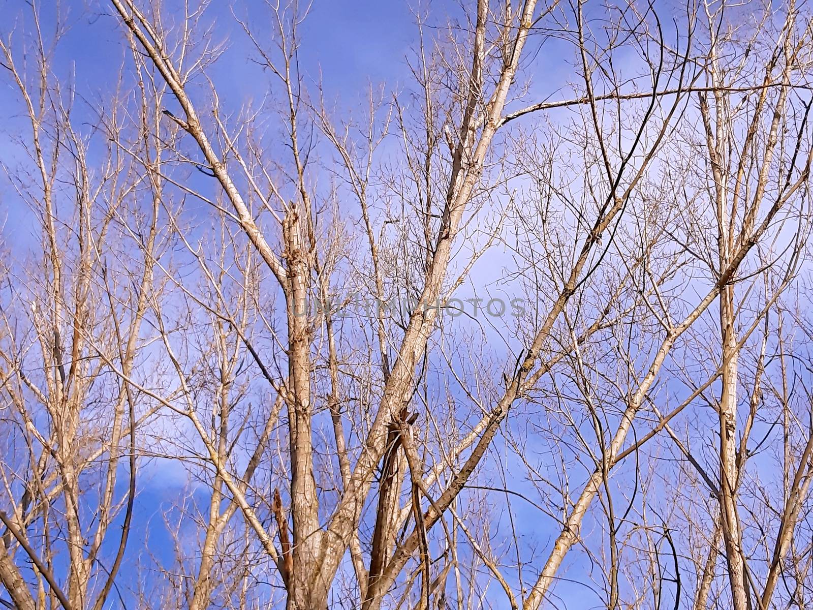 Trees without leaves in the sky landscape