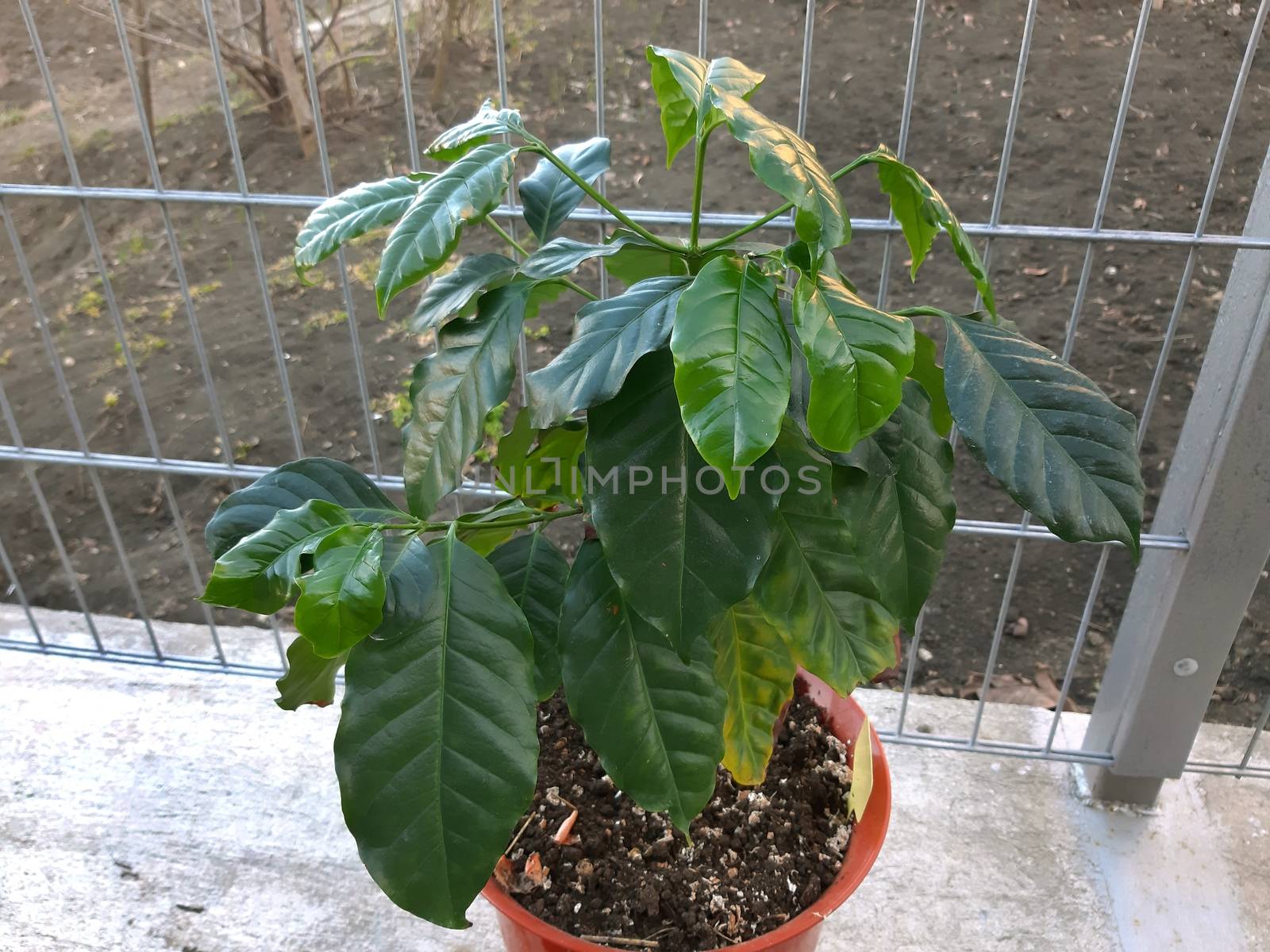 Coffee tree in a pot with many leaves.