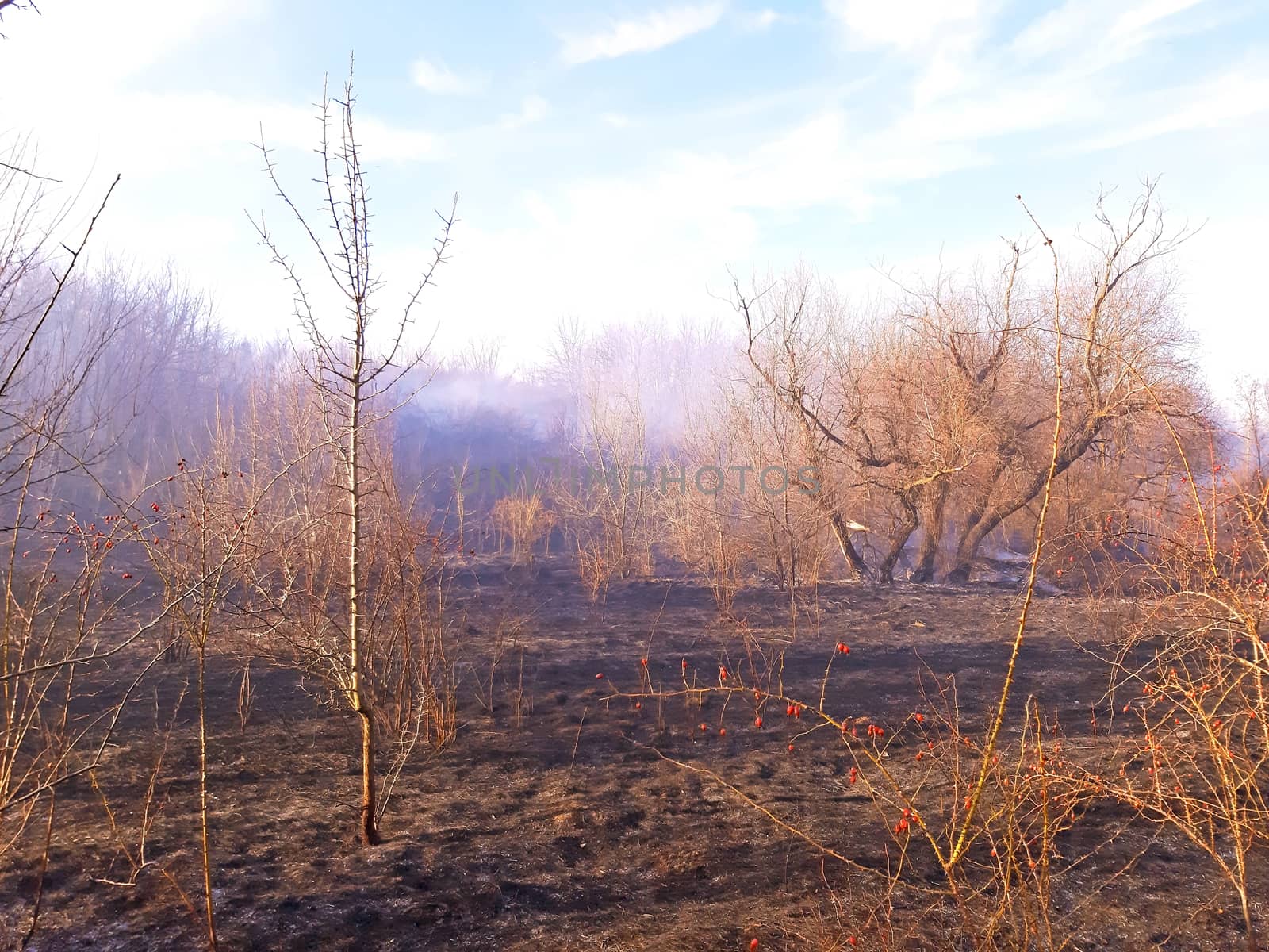 Burning dry grass in the forest, natural disaster.