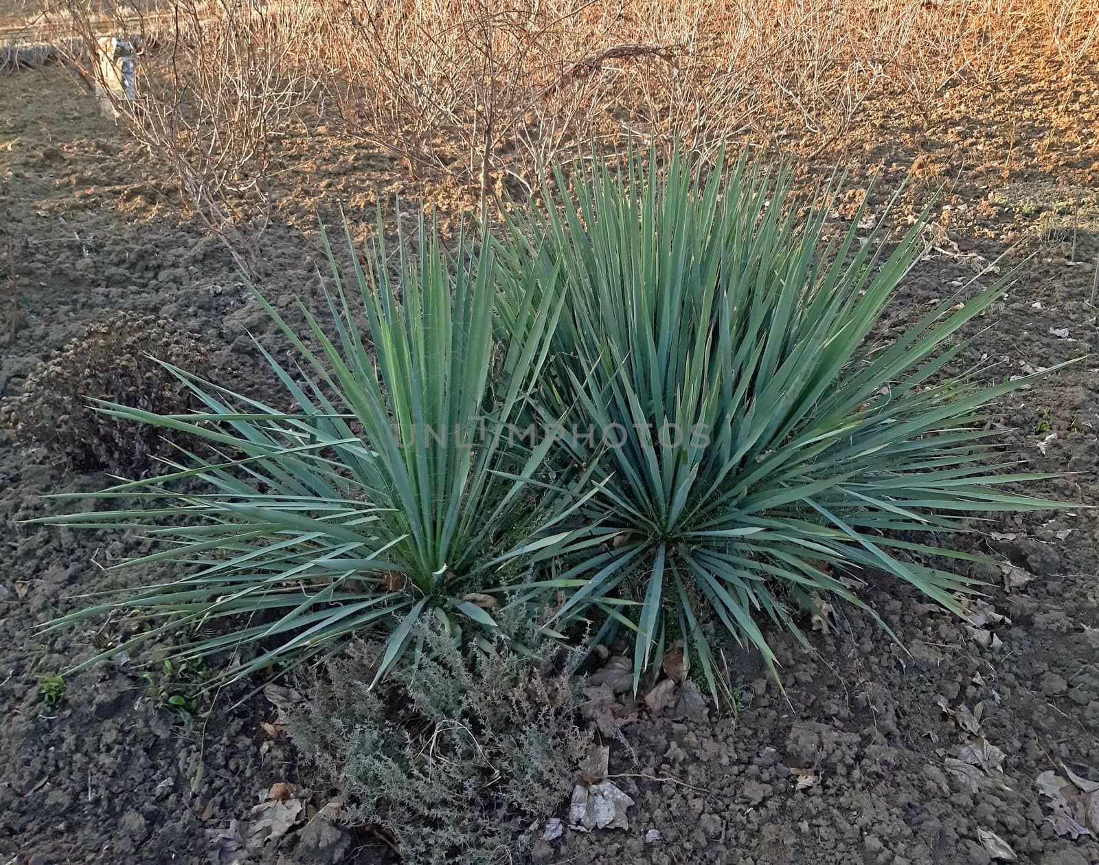 Yucca filamentosa ornamental plant for the garden by Mindru