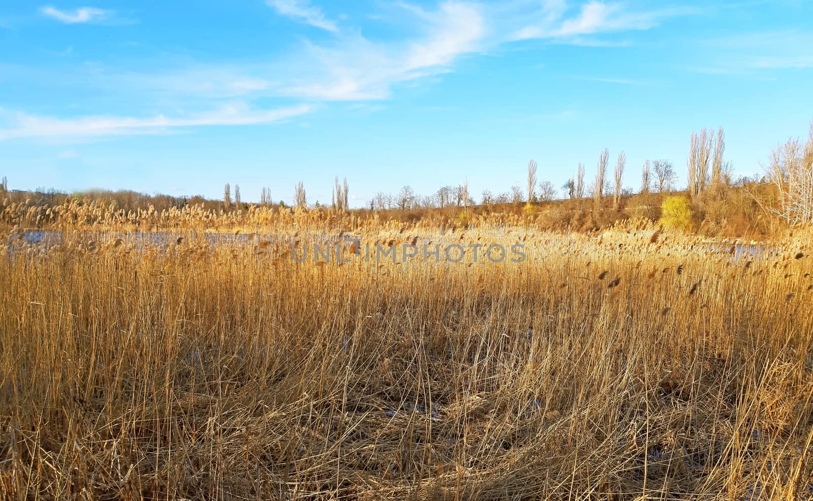 Phragmites on the shore of the lake by Mindru