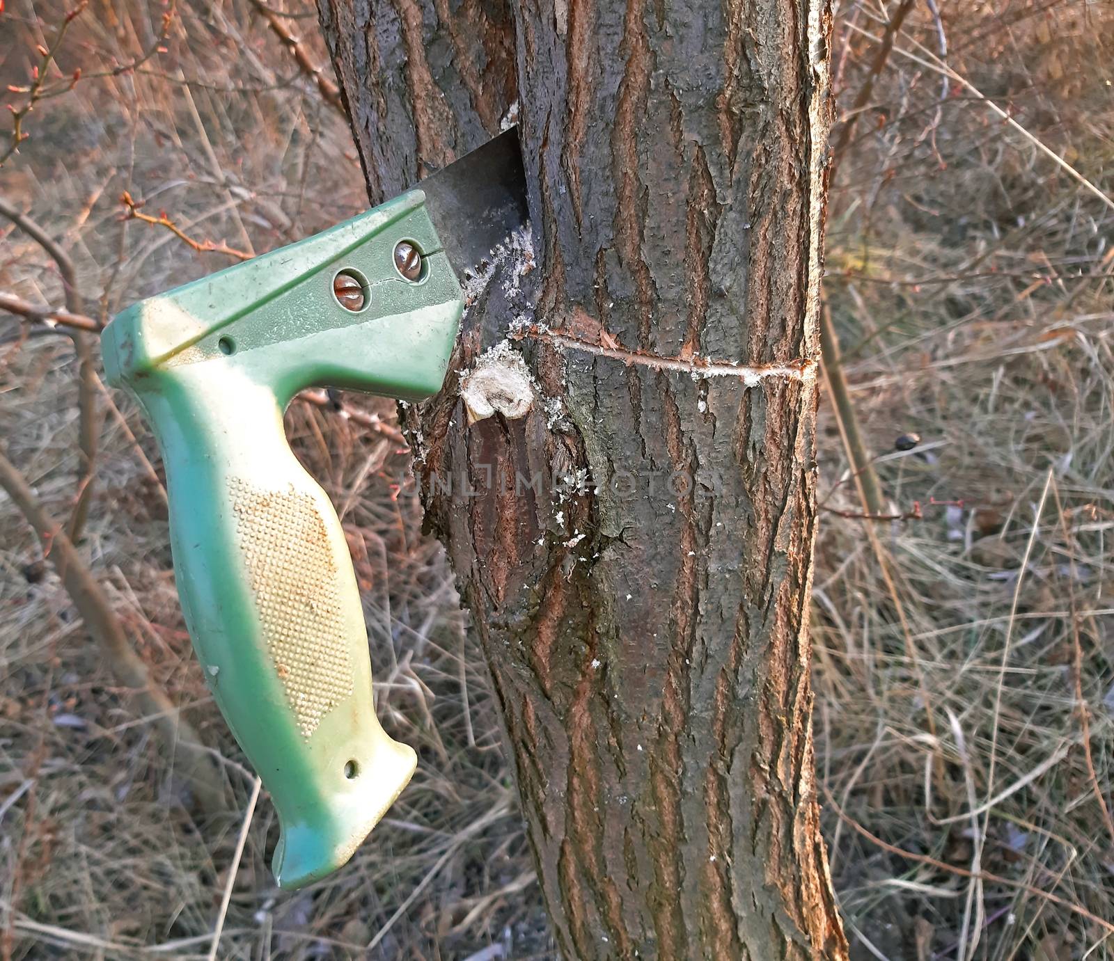 Cutting young tree with the saw. Cutting unnecessary branches by Mindru