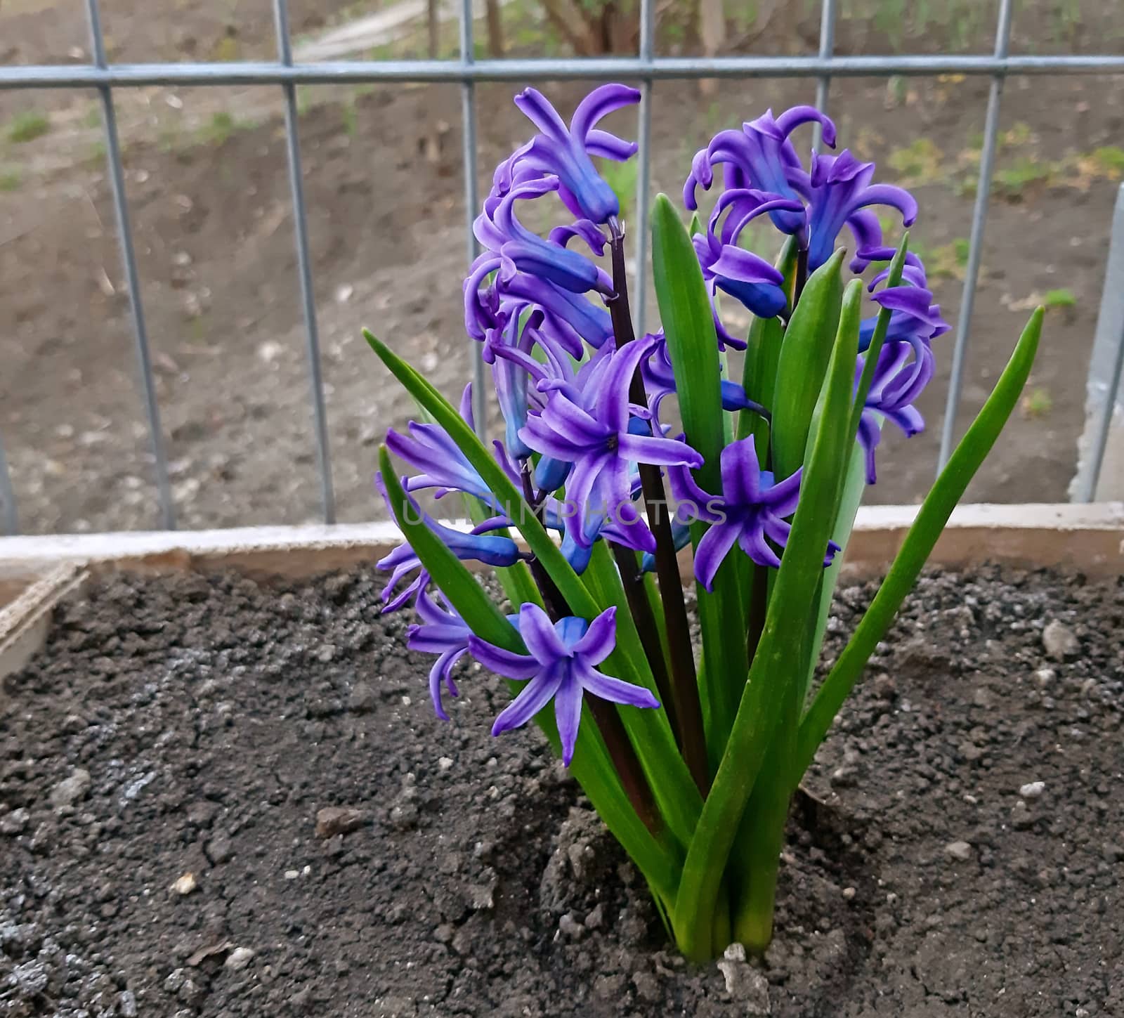 Blue hyacinths in bloom very beautiful macro by Mindru