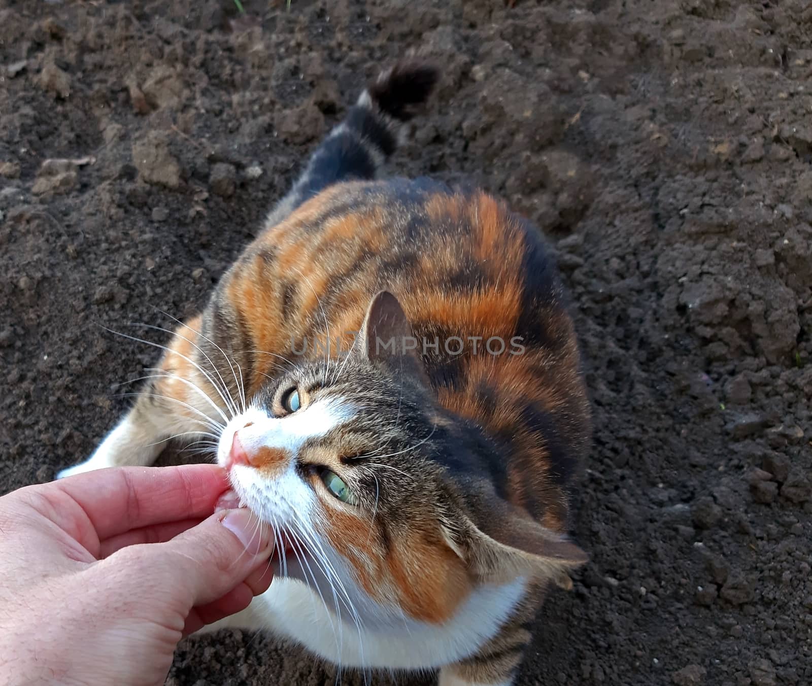 A cat eating a piece of salami from the owner's hand.