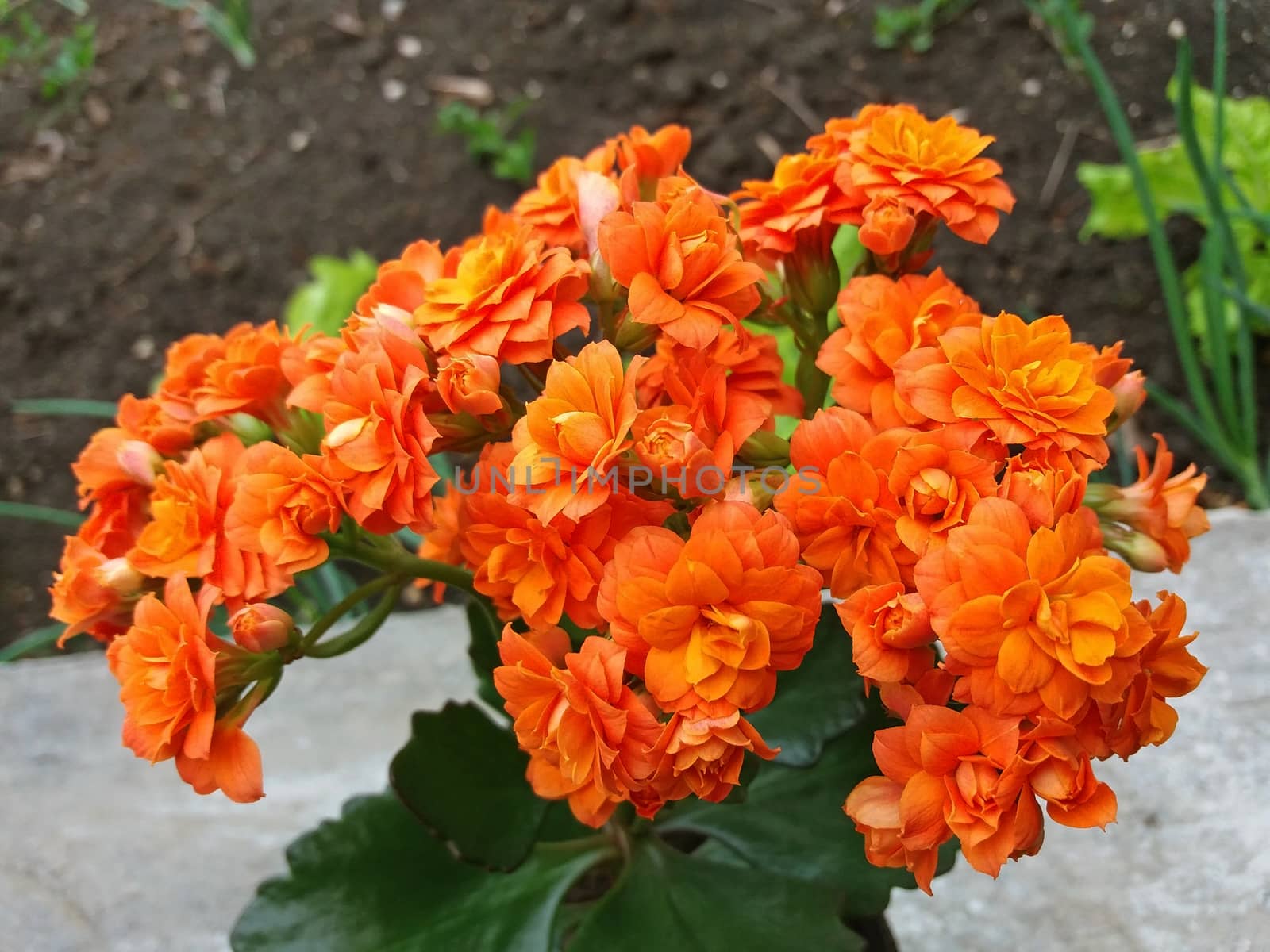 Kalanchoe Blossfeldiana with many orange flowers beautiful by Mindru