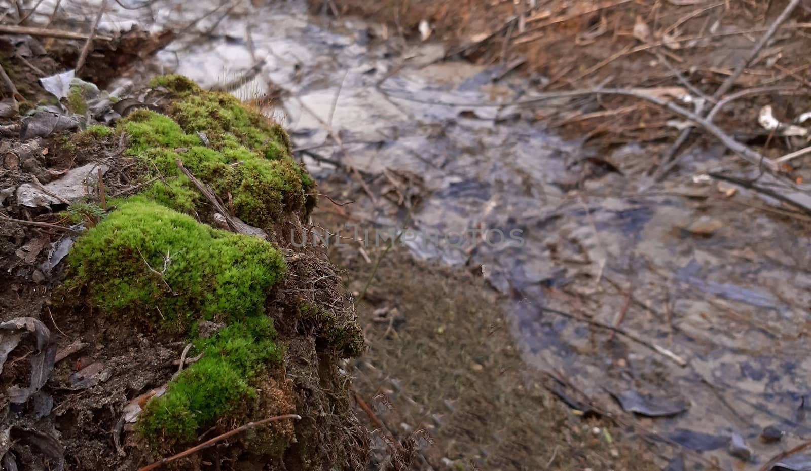 Moss grow near a small river in the nature.