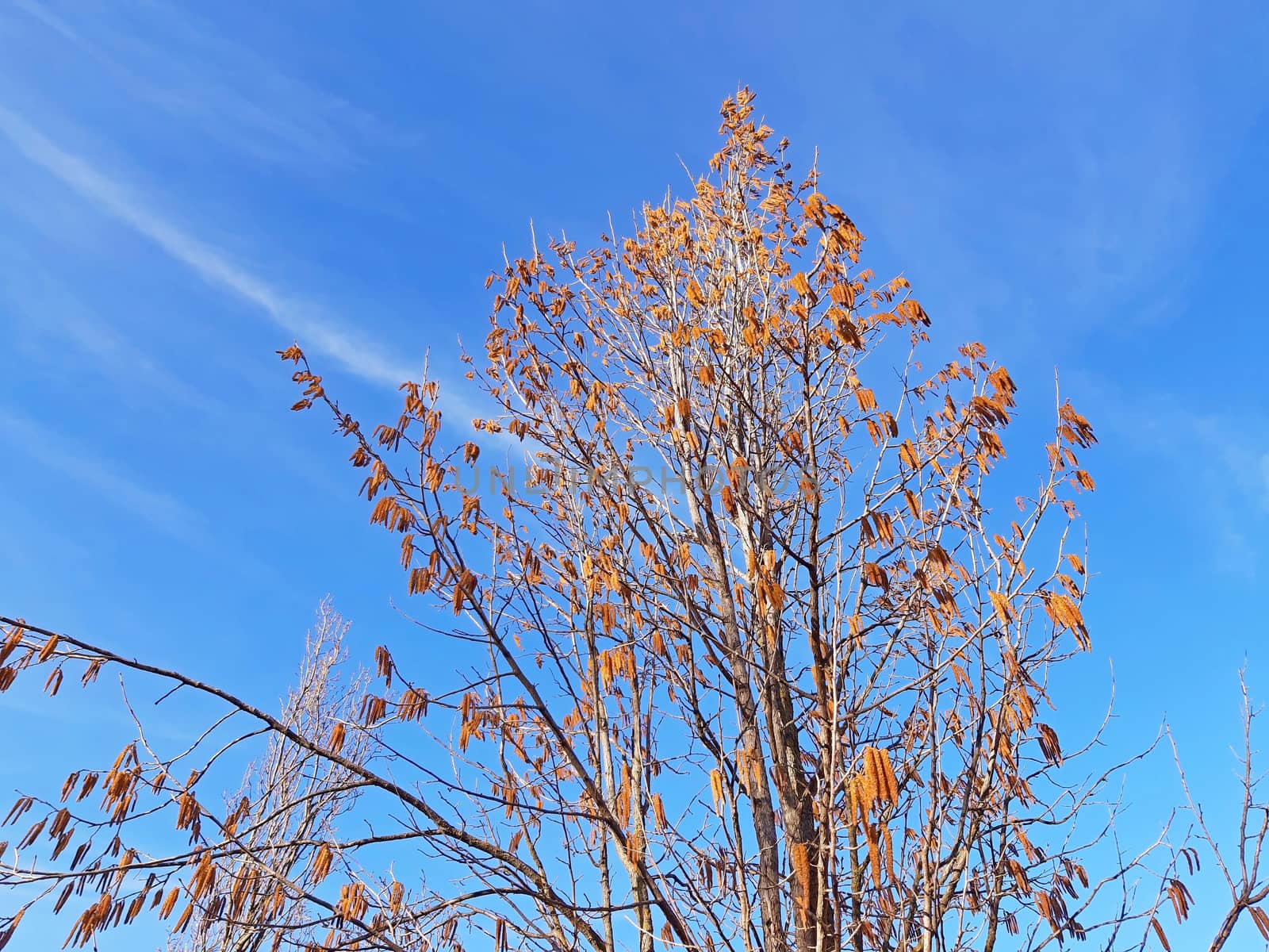 Hazelnut tree blooming in spring. Blue sky background.