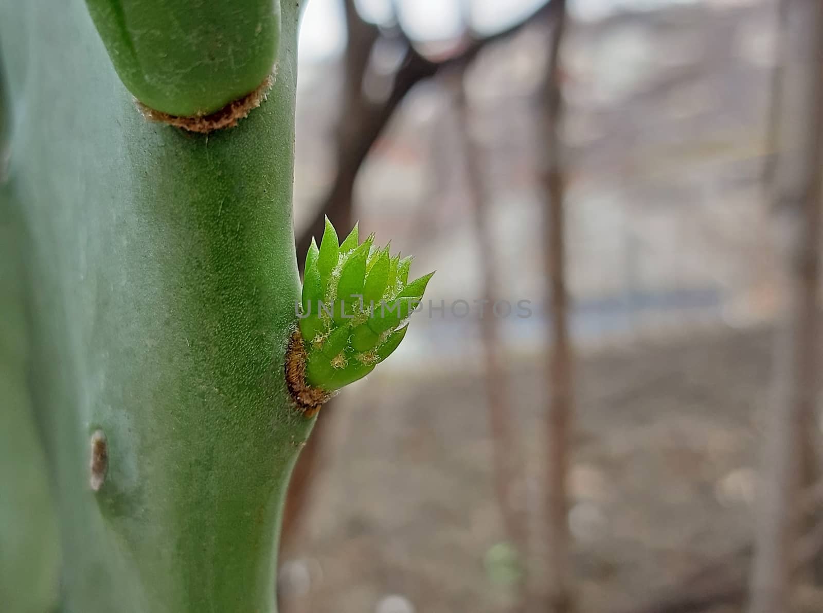 Opuntia cactus new growth in spring close up.