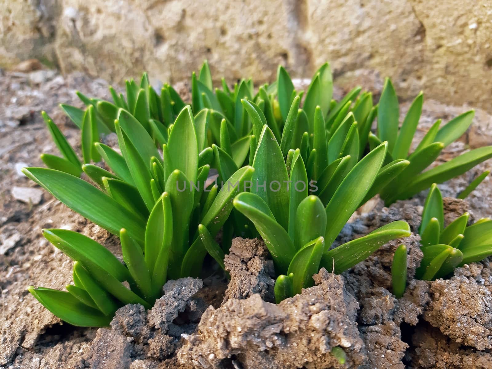 Hyacinth plants with fresh growths in the spring.