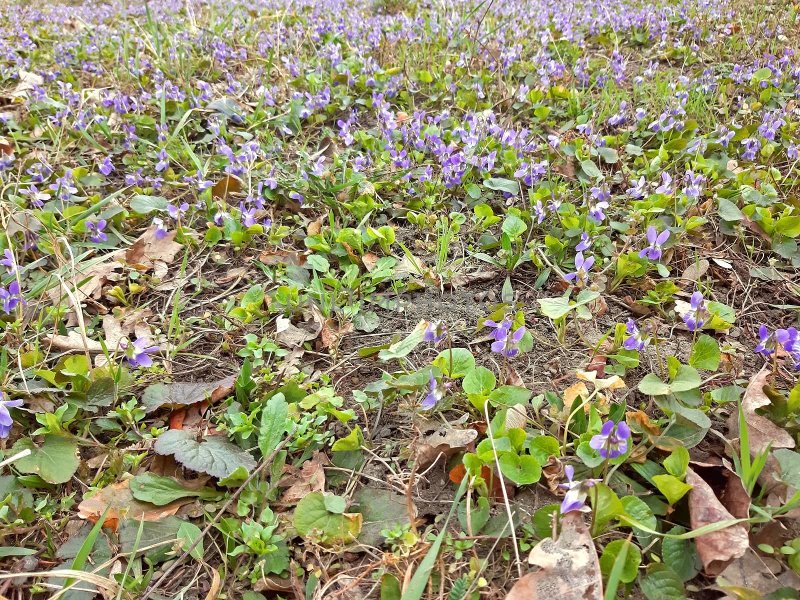 Carpet of violets blooming in the spring and with a strong smell.