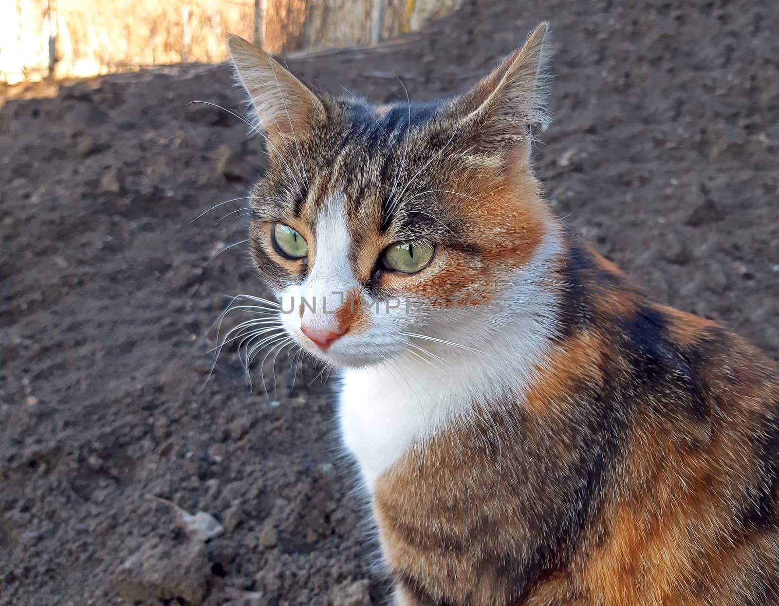 A three-colored cat sits thoughtfully close up.