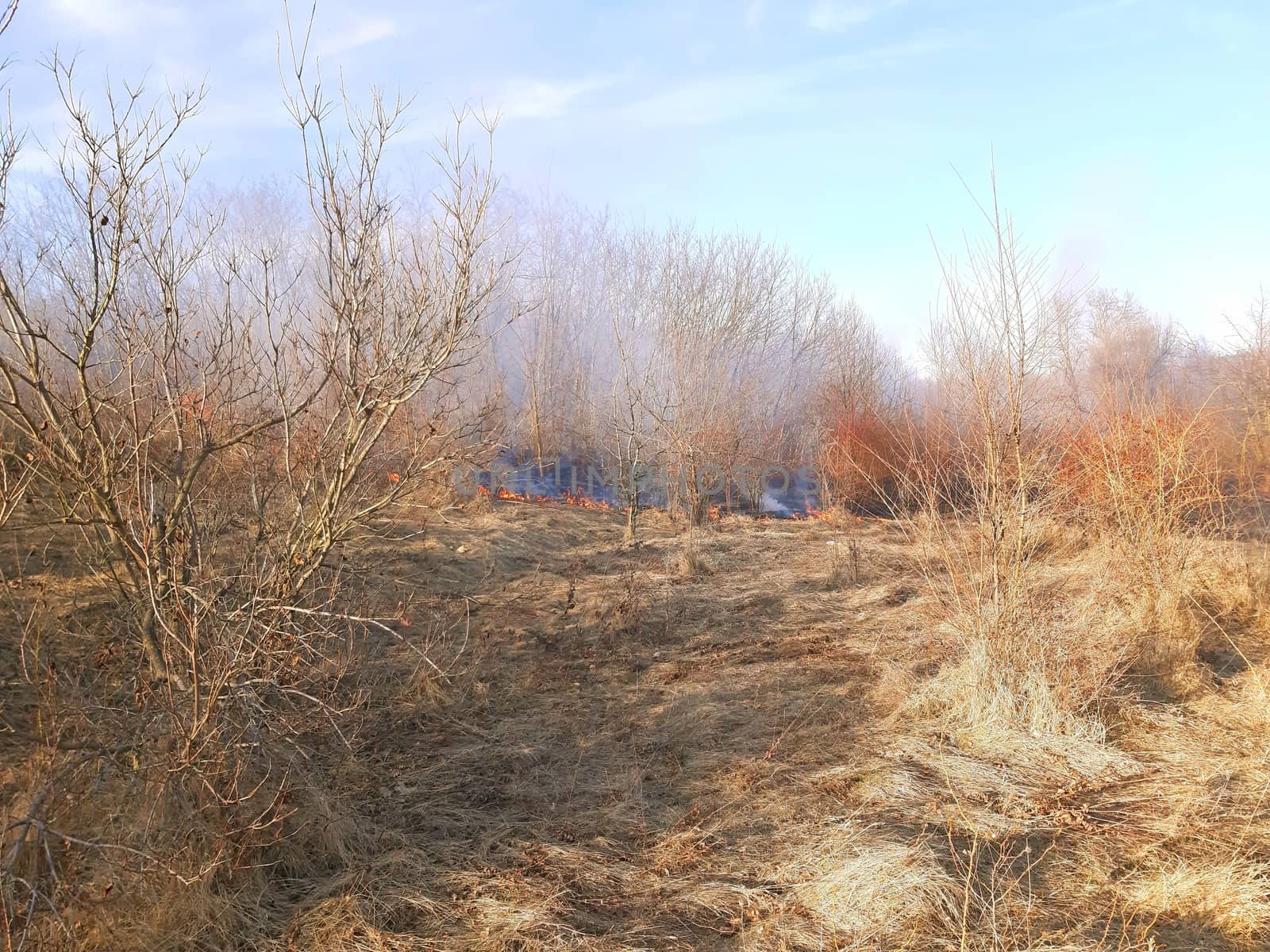 Burning dry grass in the forest. Forest fire disaster by Mindru