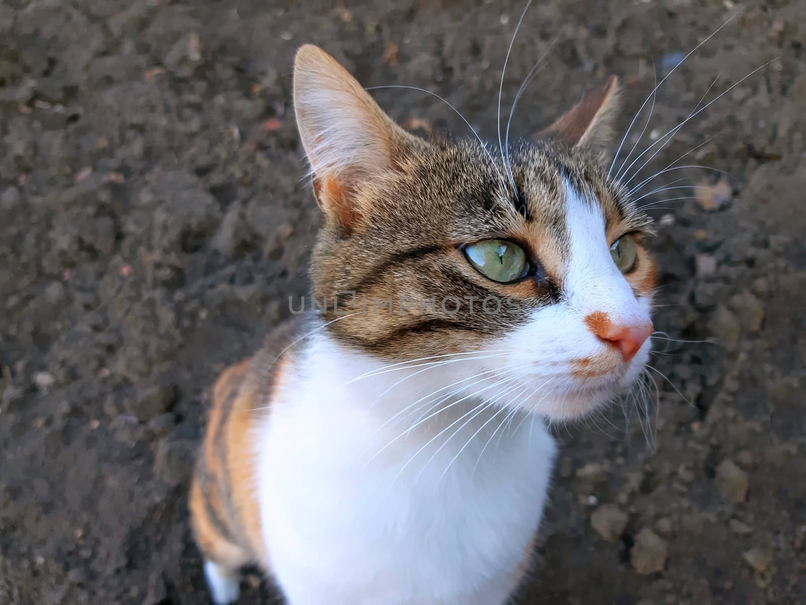 Portrait of a beautiful cat close up.