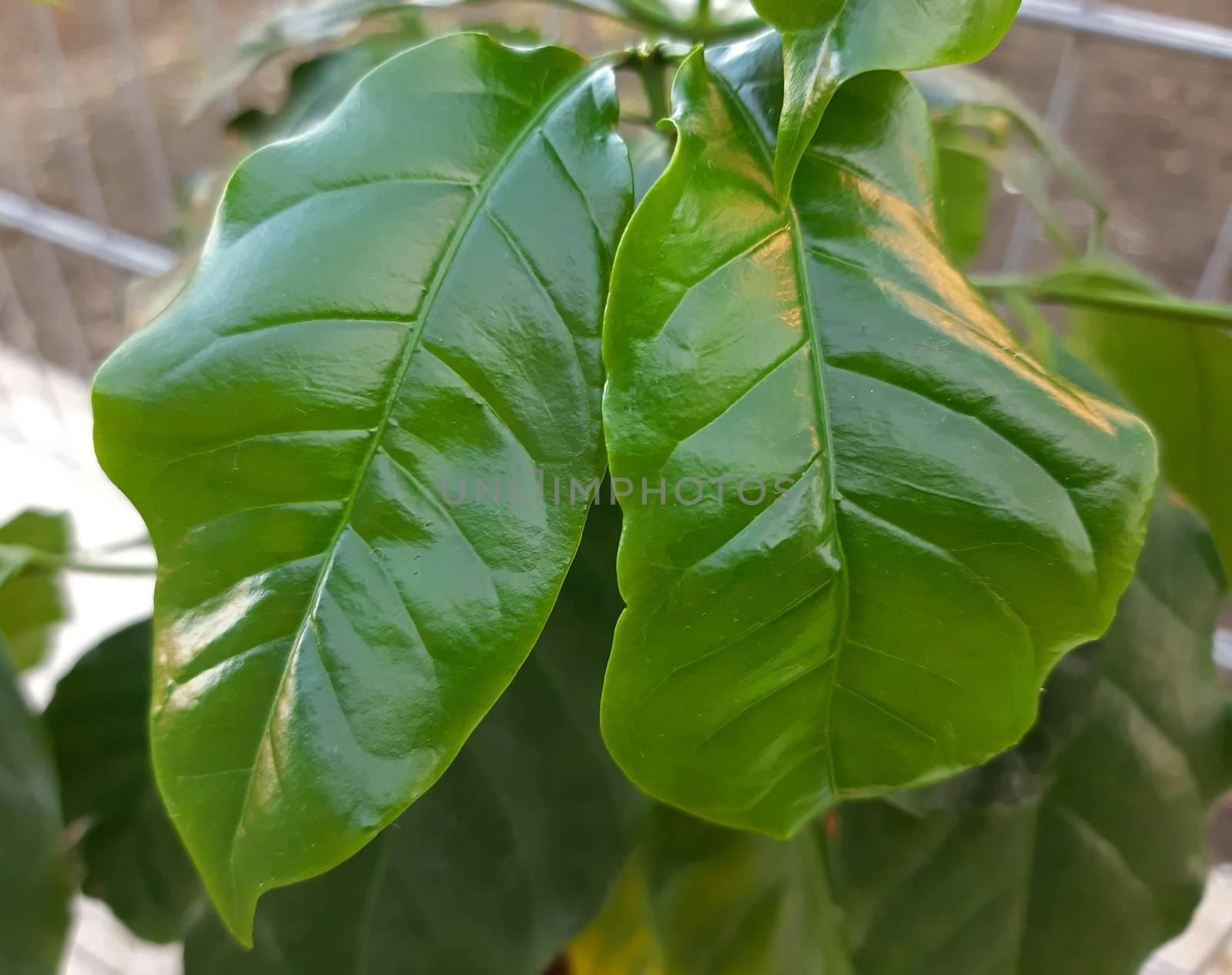 Fresh coffee tree leaves close up macro by Mindru