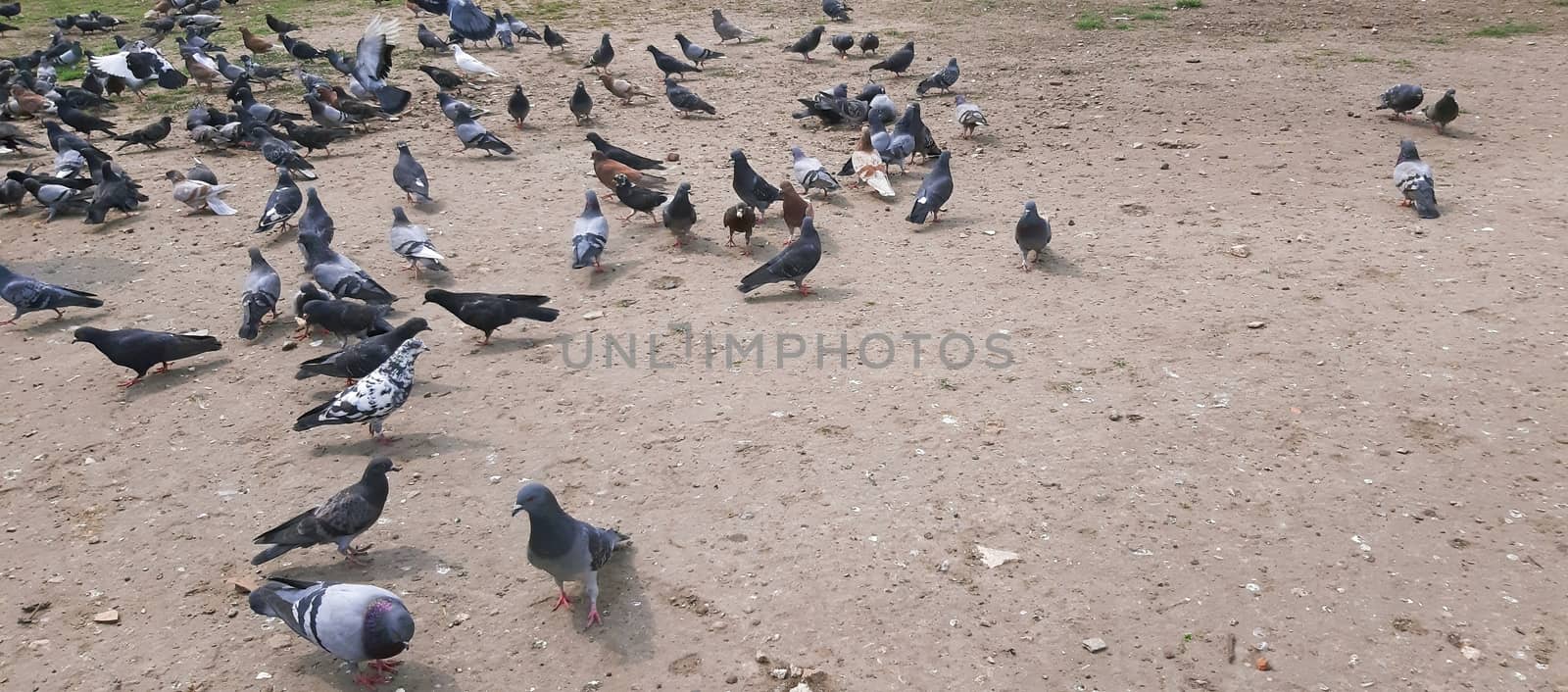 A lot of pigeons in the city by Mindru