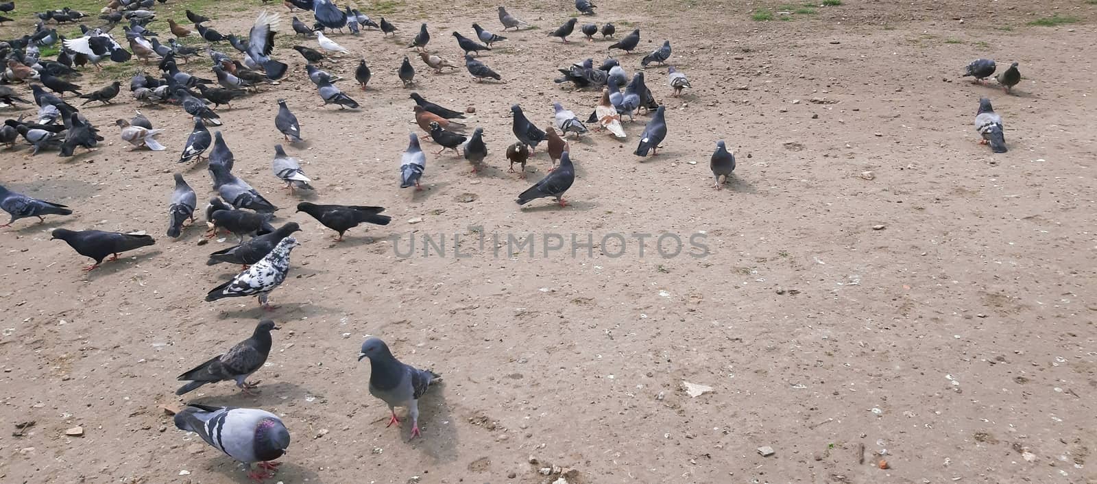 A lot of pigeons in the city.