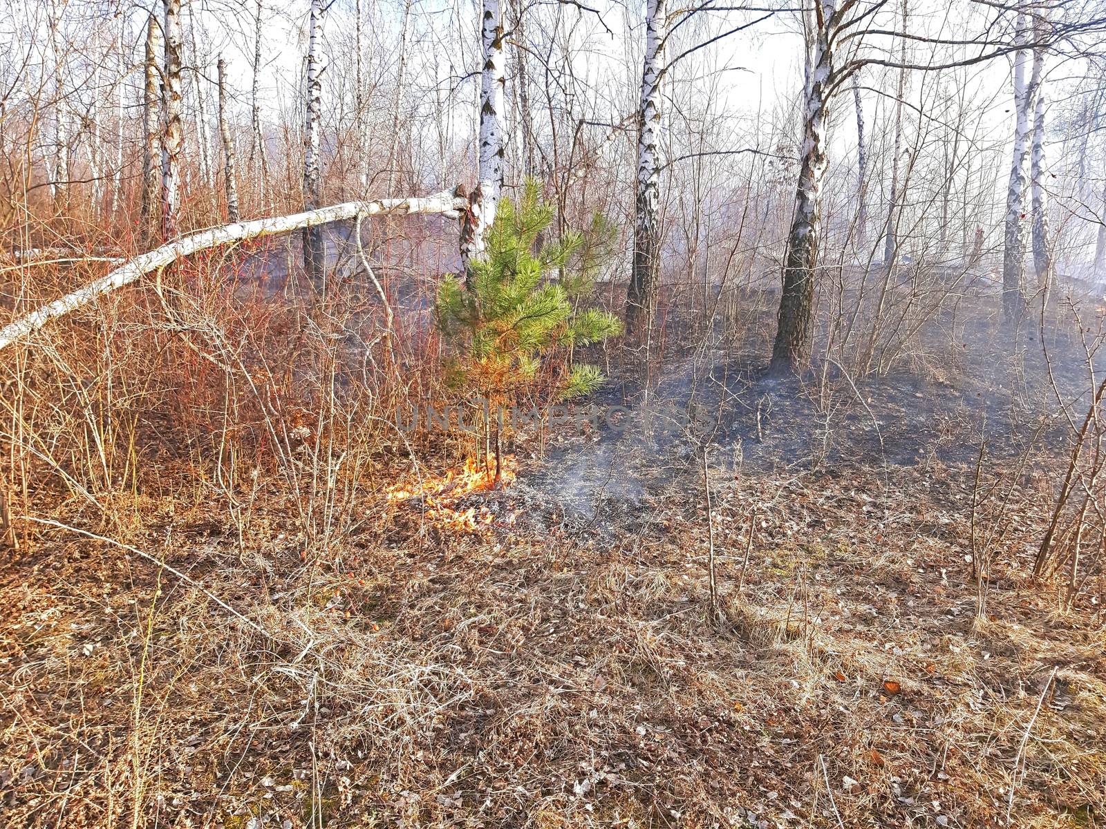 Forest fire, burn a small pine in the forest.