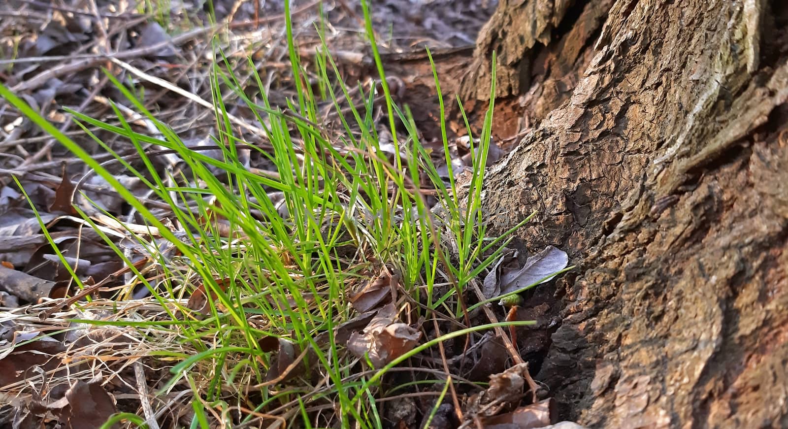 Grass grows very close to a tree.