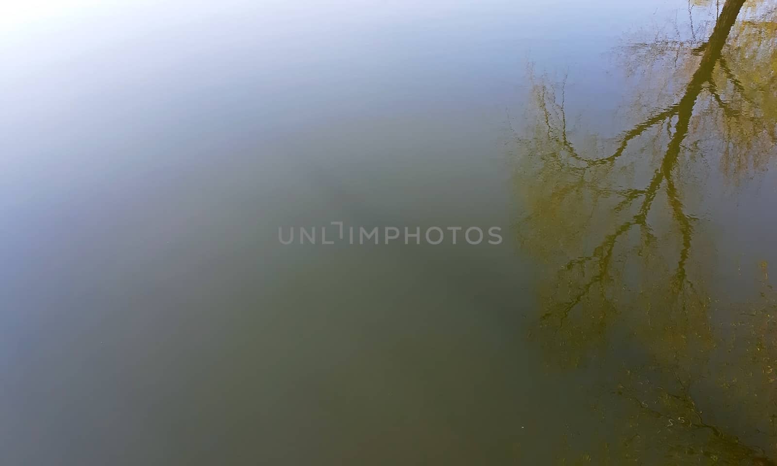 A willow tree reflects in the lake.