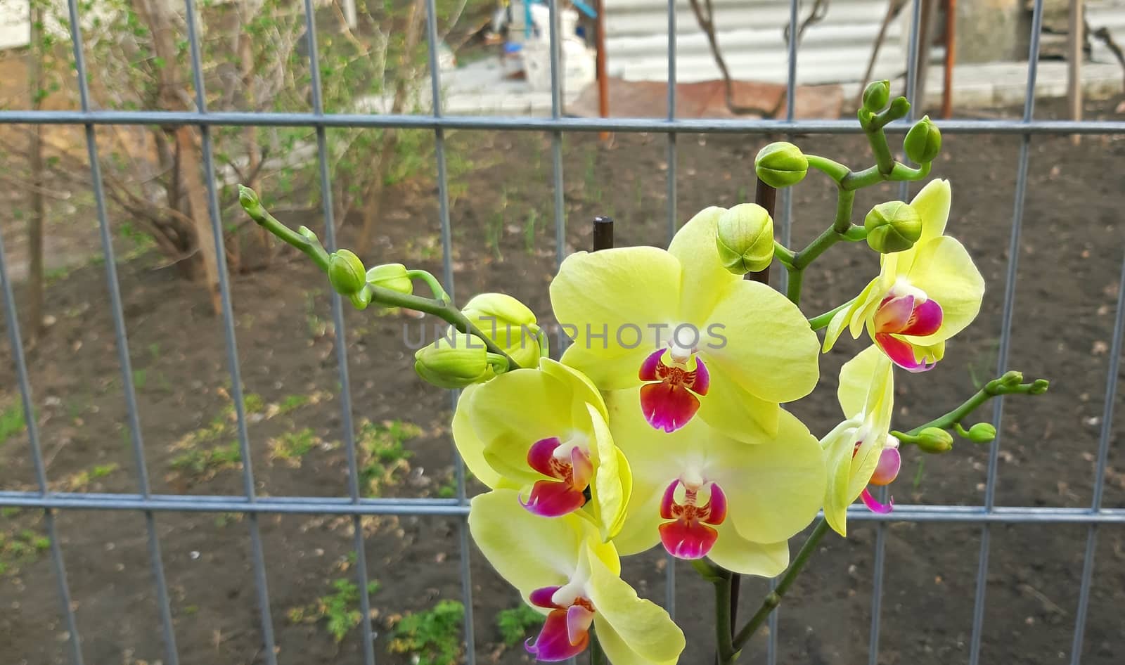 Yellow orchid phalaenopsis flowers close up macro.