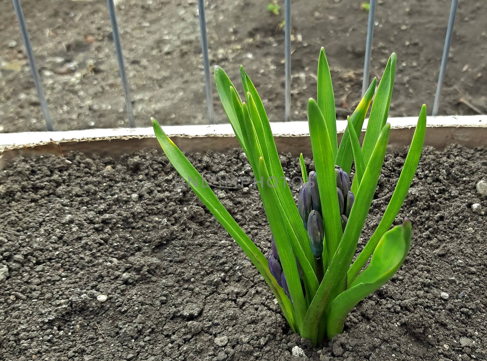 Hyacinth beautifully grown in spring with flower buds.