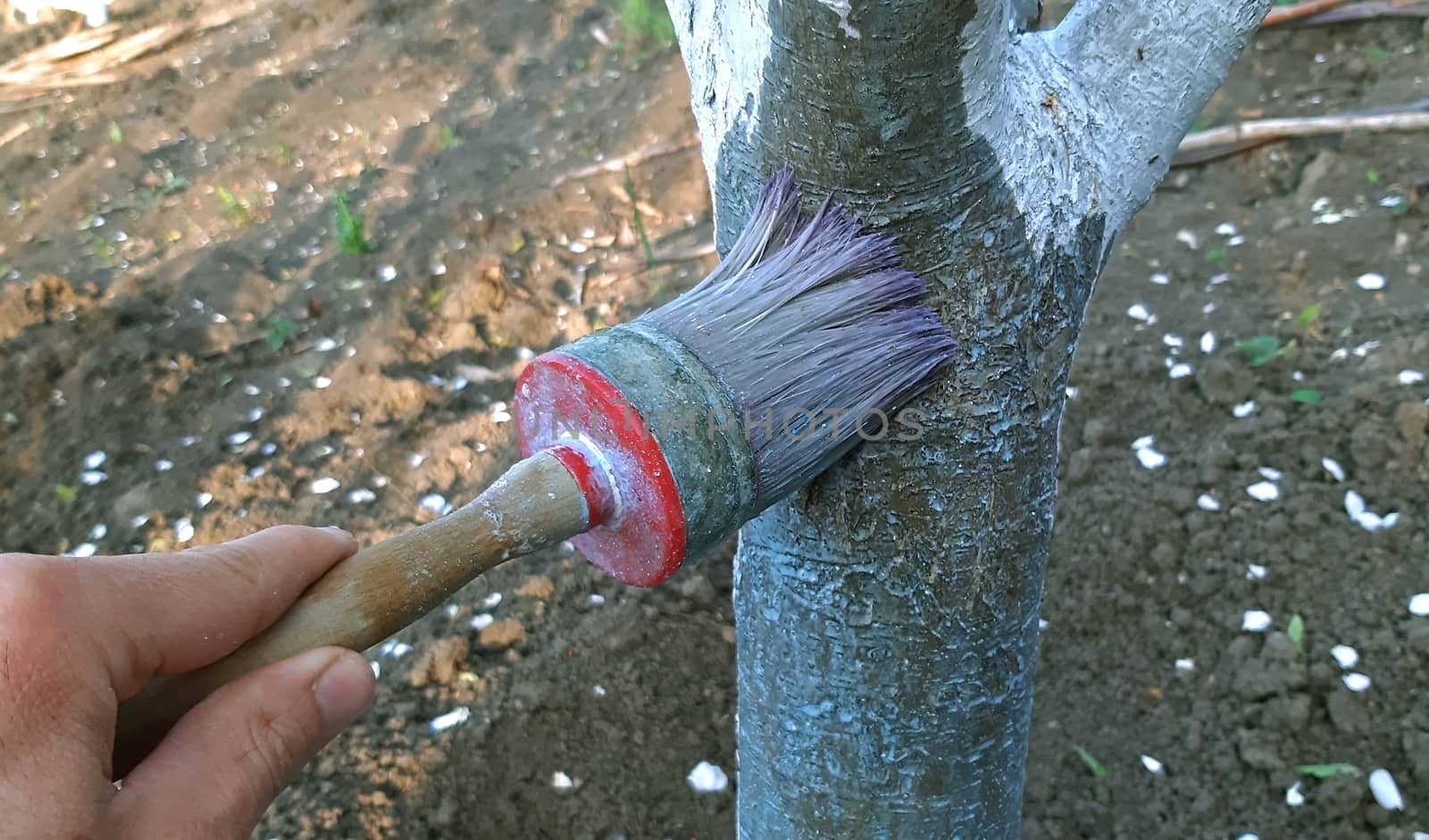 Painting tree with lime in the spring.