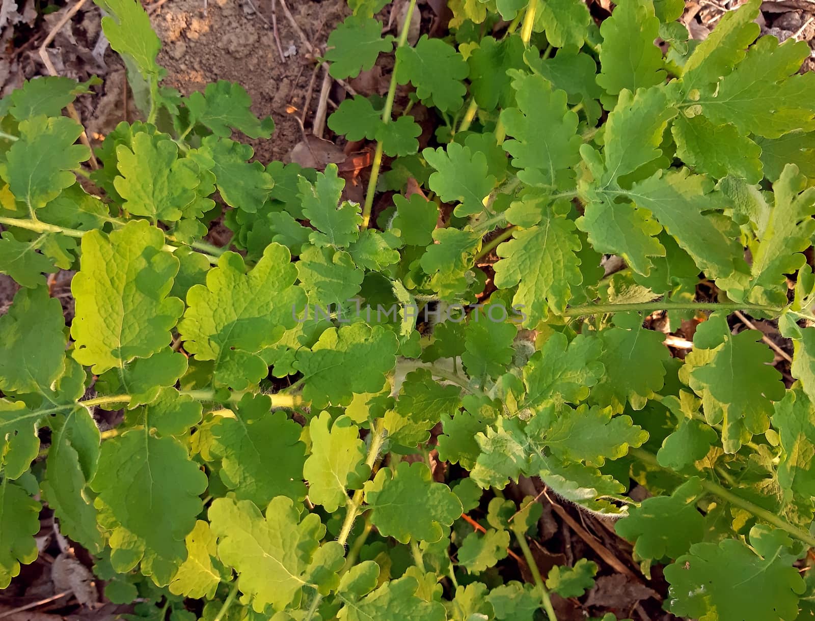 Chelidonium majus medicinal plant fresh growth in spring.