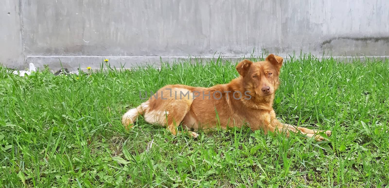 An orange dog is sitting in the grass by Mindru