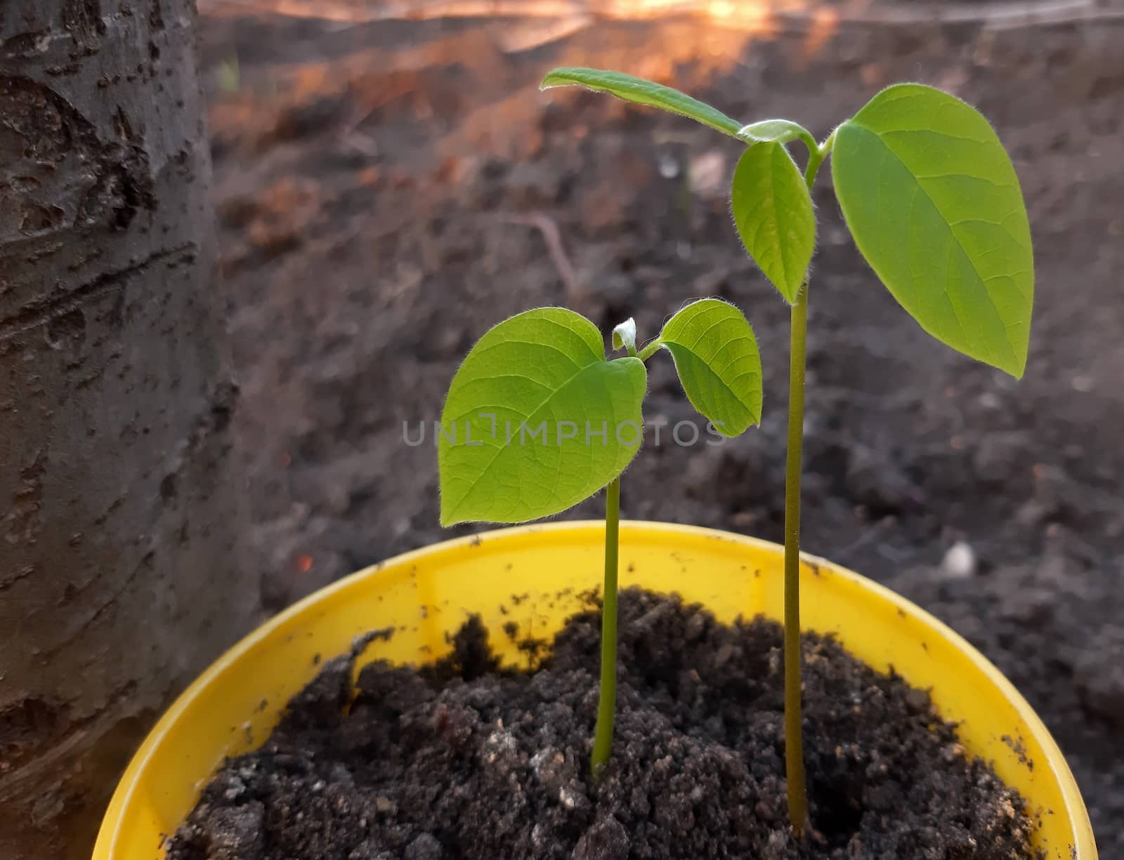Exotic plants germinated and grow fresh leaves. Cherimoya.