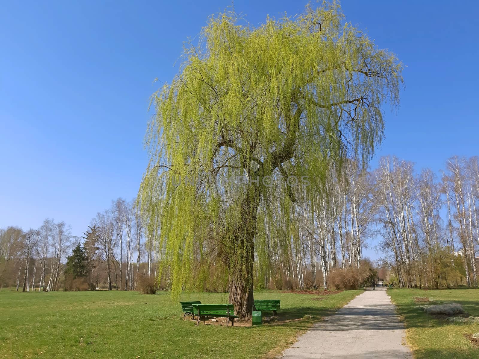 A willow tree with new fresh leaves in the spring.