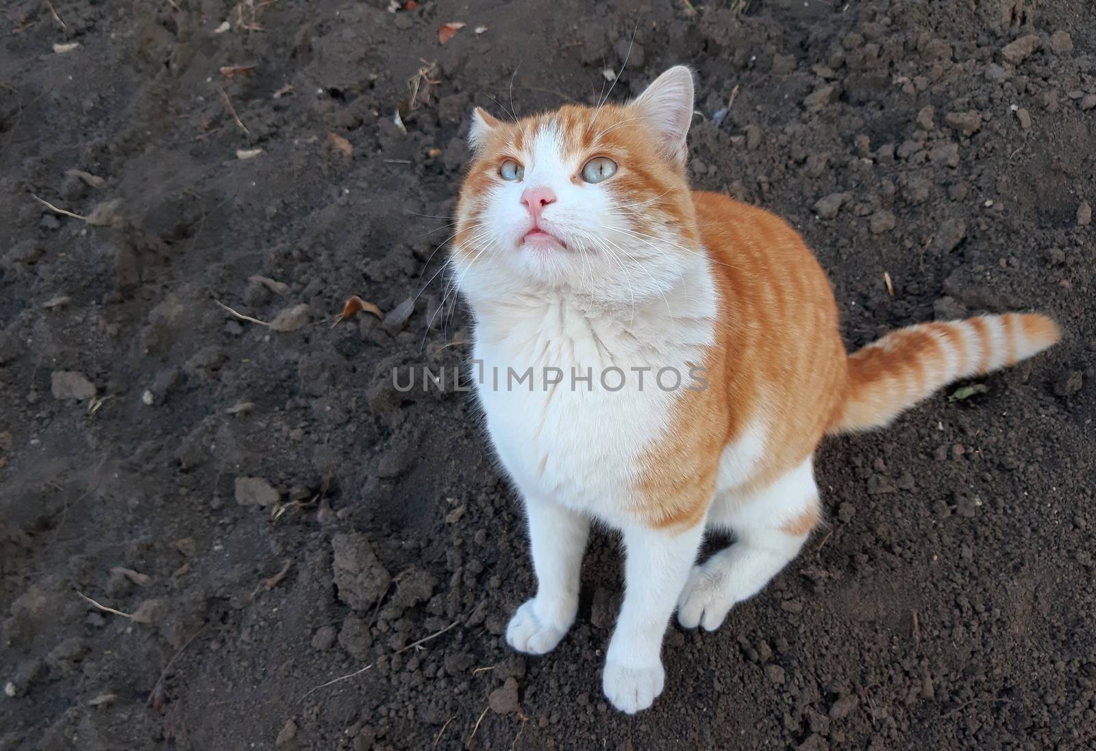 An orange cat is waiting for food. Copy Space by Mindru