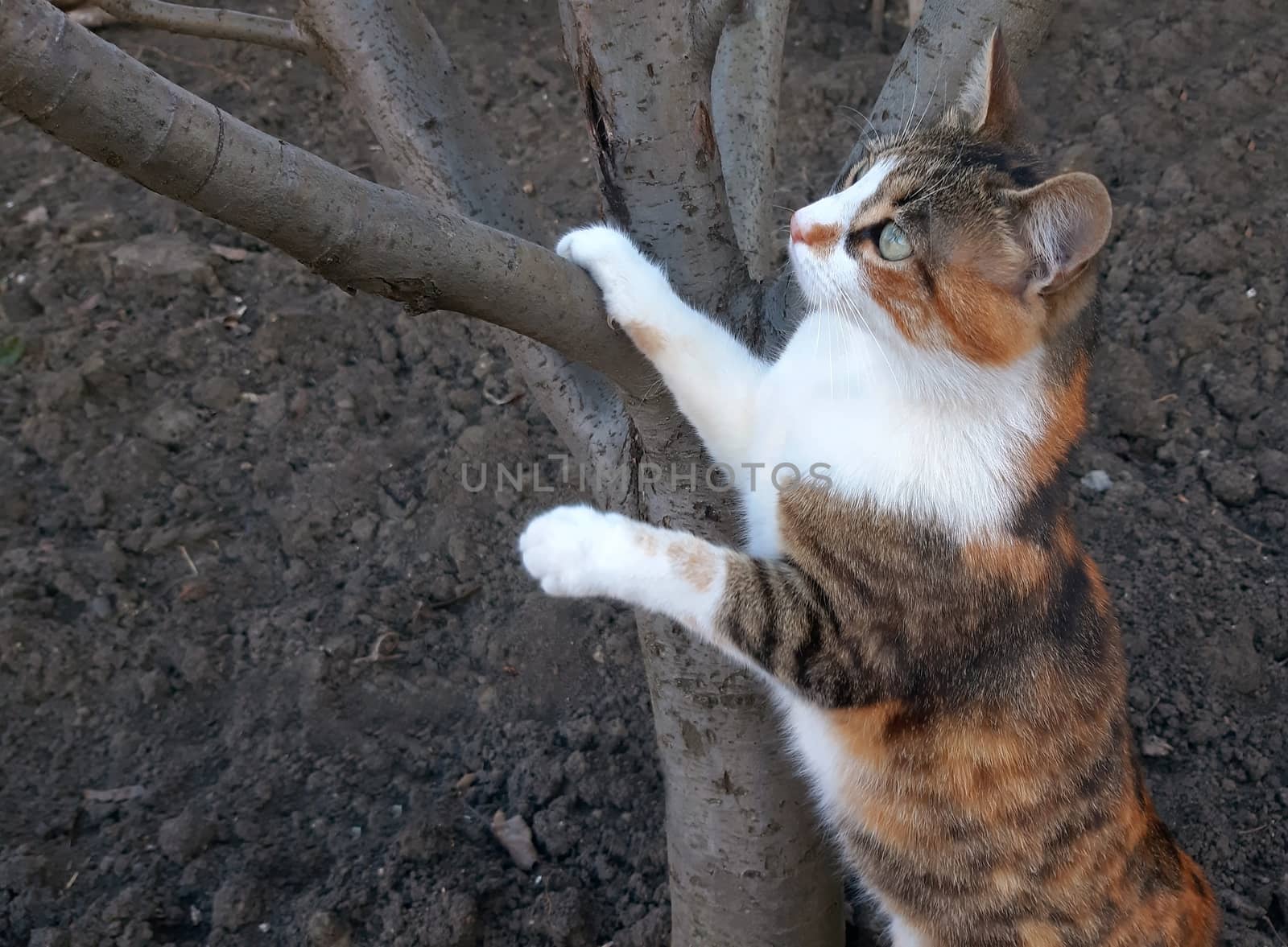 A beautiful cat climbs on a tree by Mindru