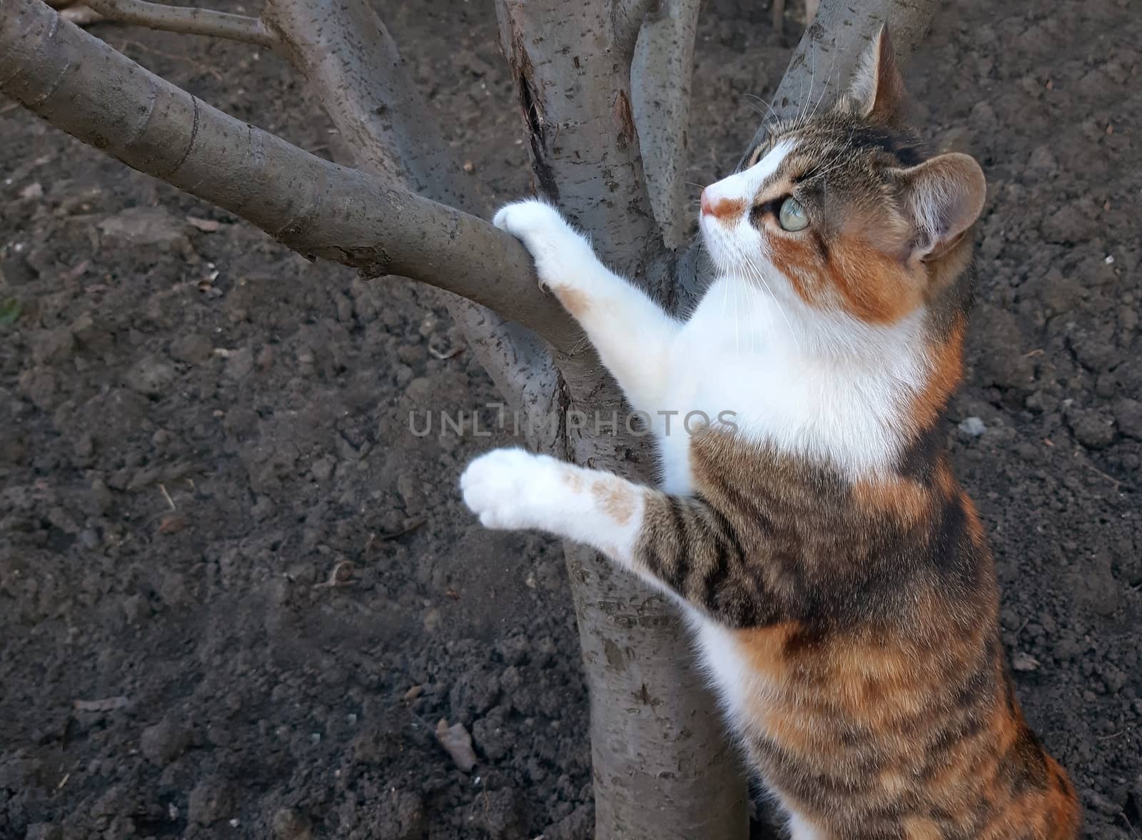 A beautiful cat climbs on a tree.