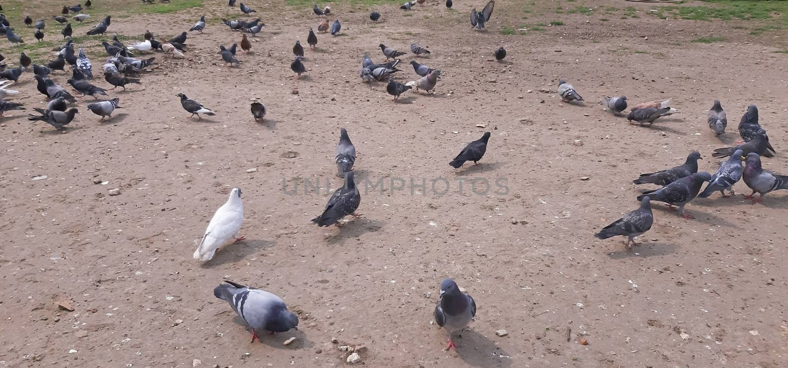 A lot of pigeons in the city.
