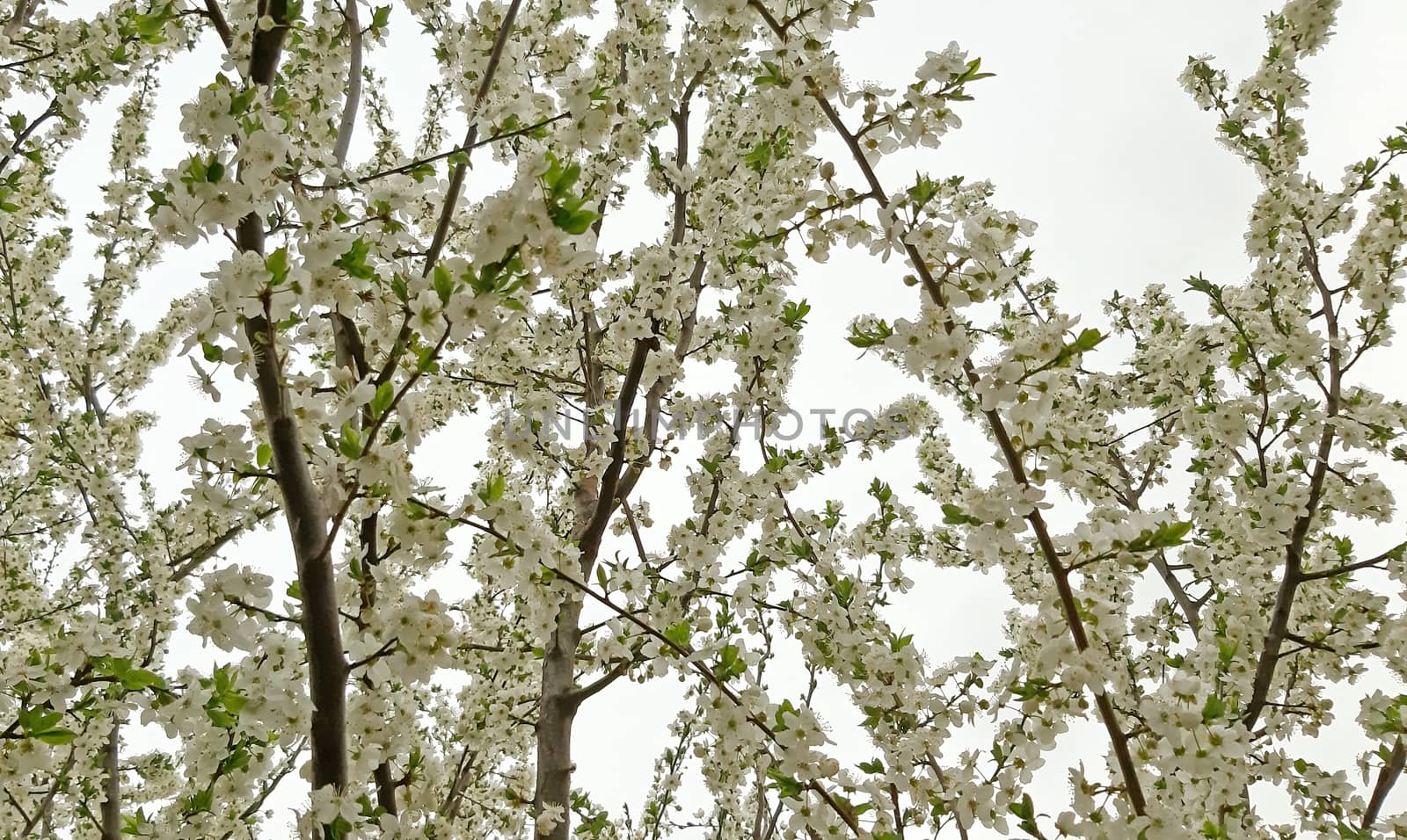 Tree blooming on white background. fruit tree by Mindru