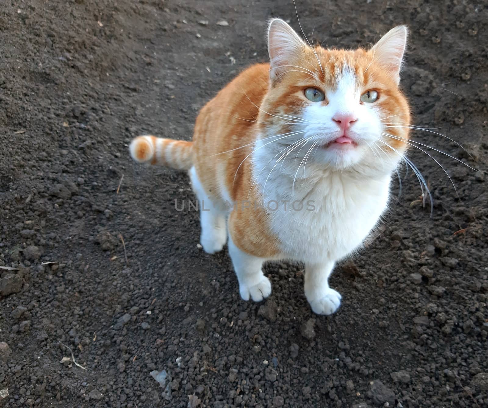 A beautiful orange cat shows the tongue by Mindru