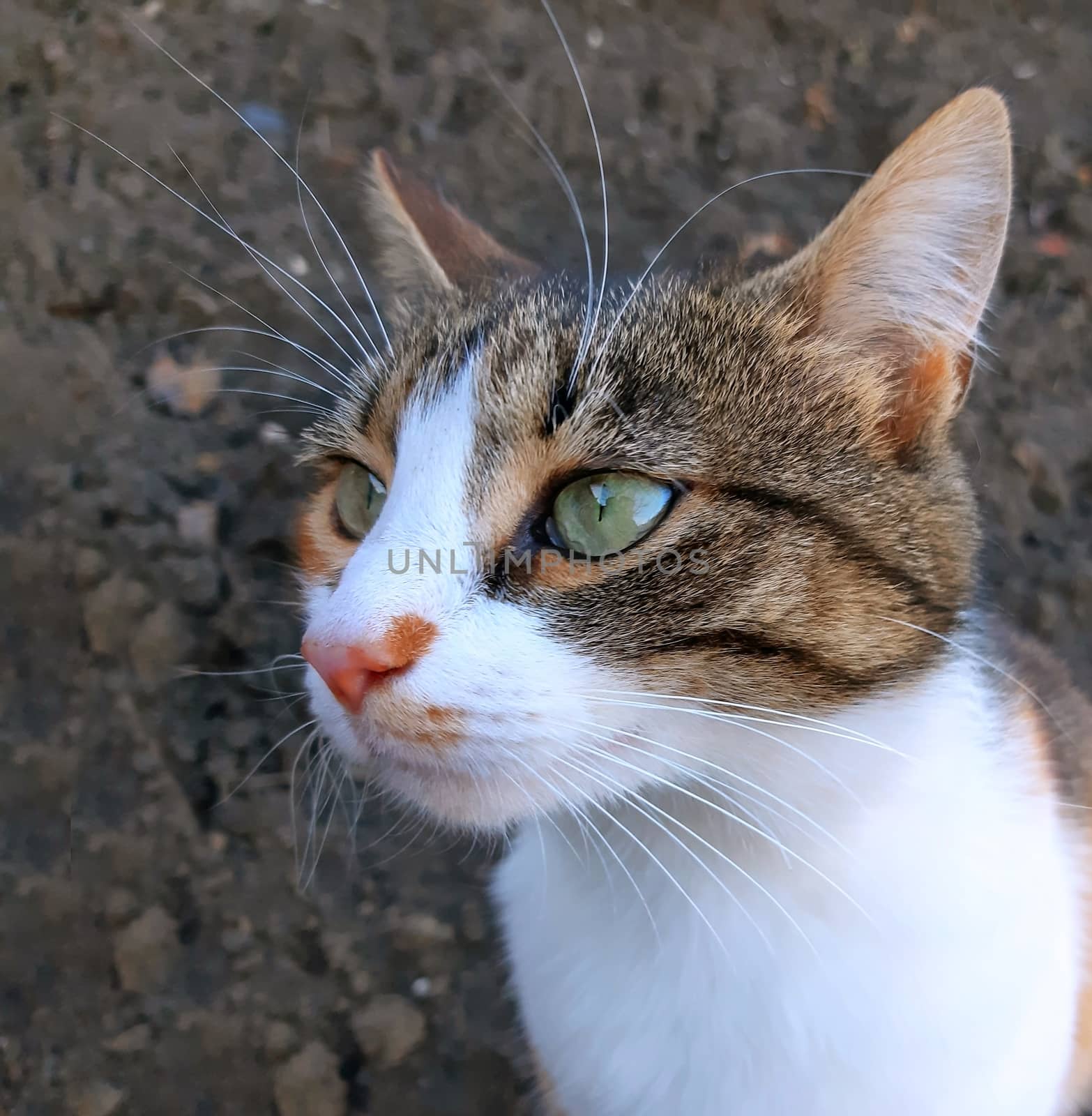 Beautiful cat waiting for food. Close up by Mindru