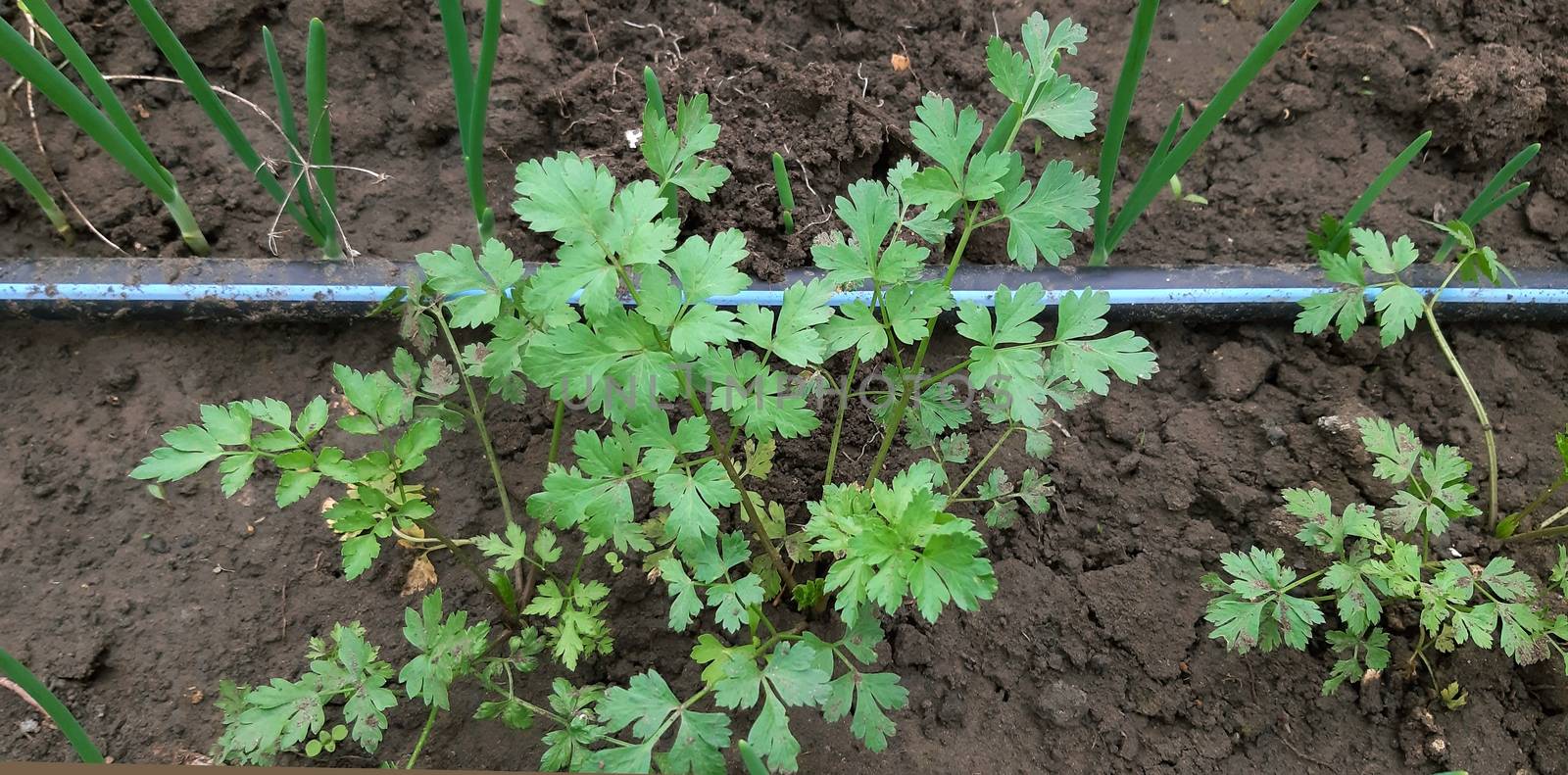 Lovage medicinal plant growing in the greenhouse with irrigation.