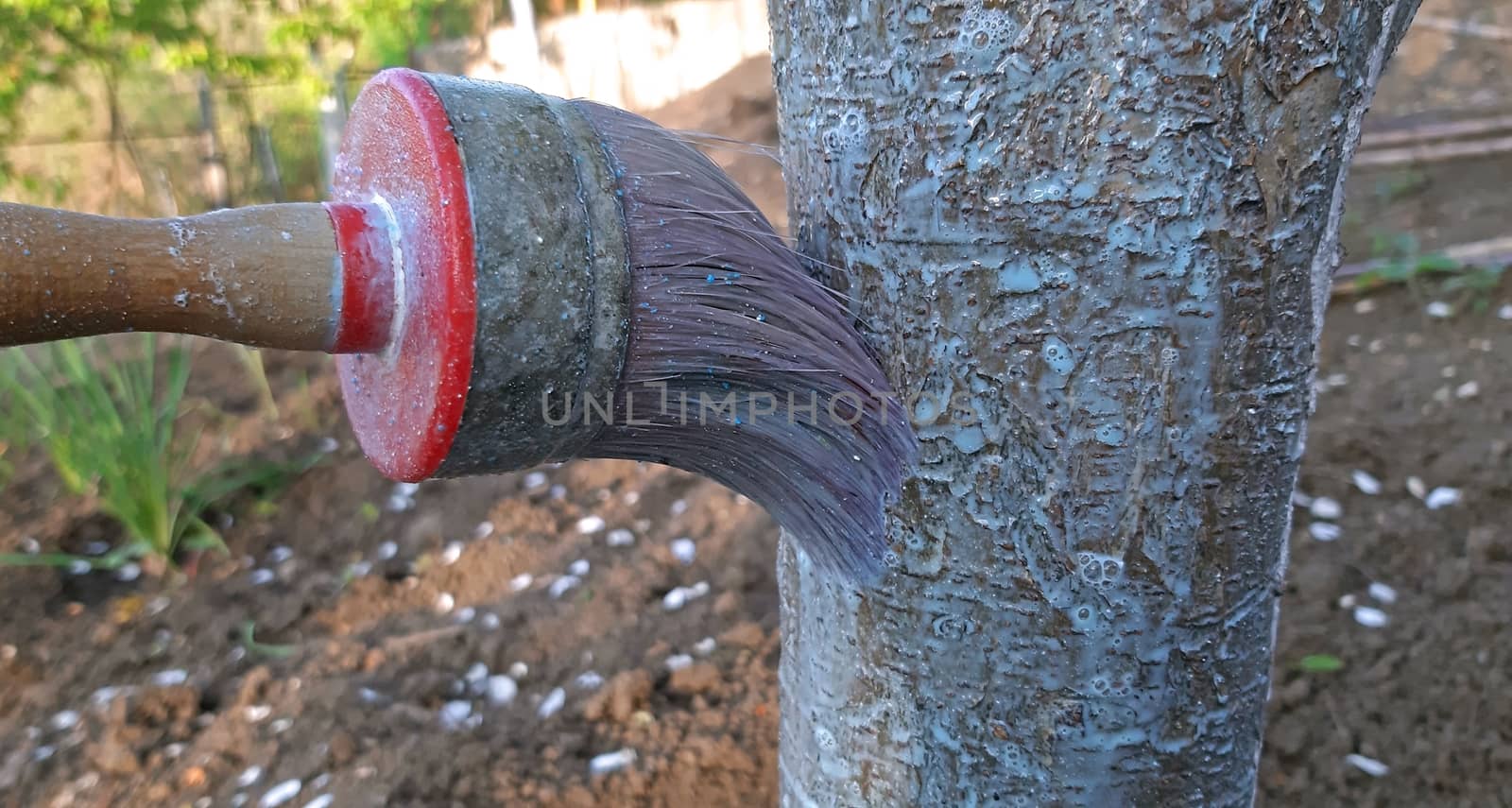 Painting tree with lime in the spring.