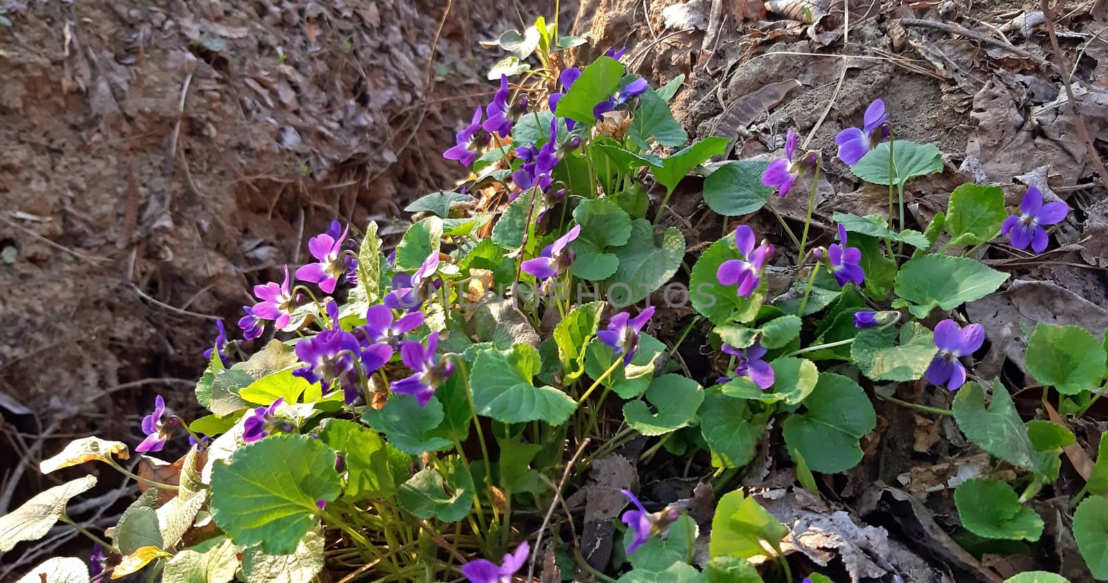 Fragrant violets in bloom in the spring.