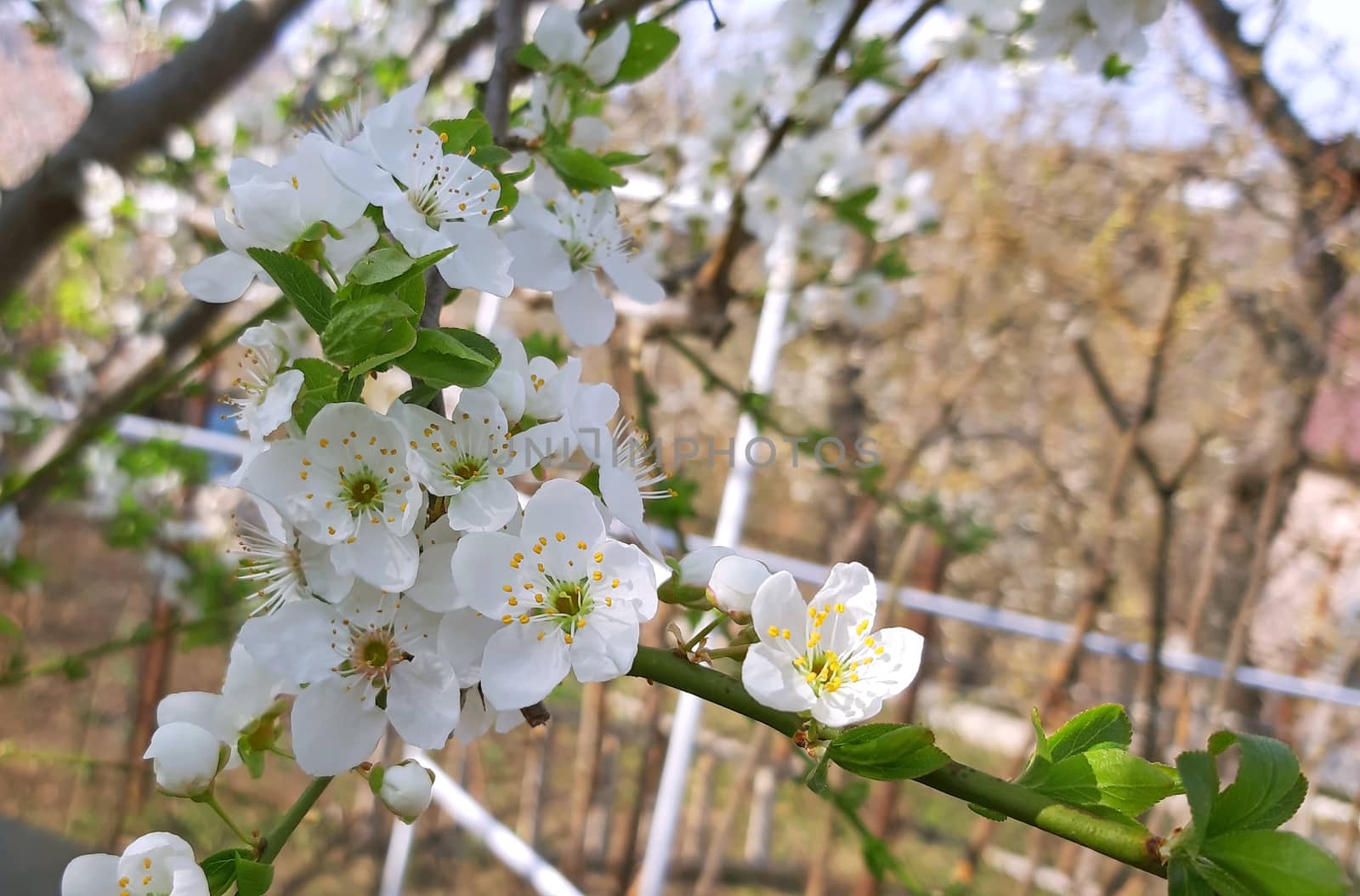 Prunus tree blooming in the spring beautiful white petals by Mindru