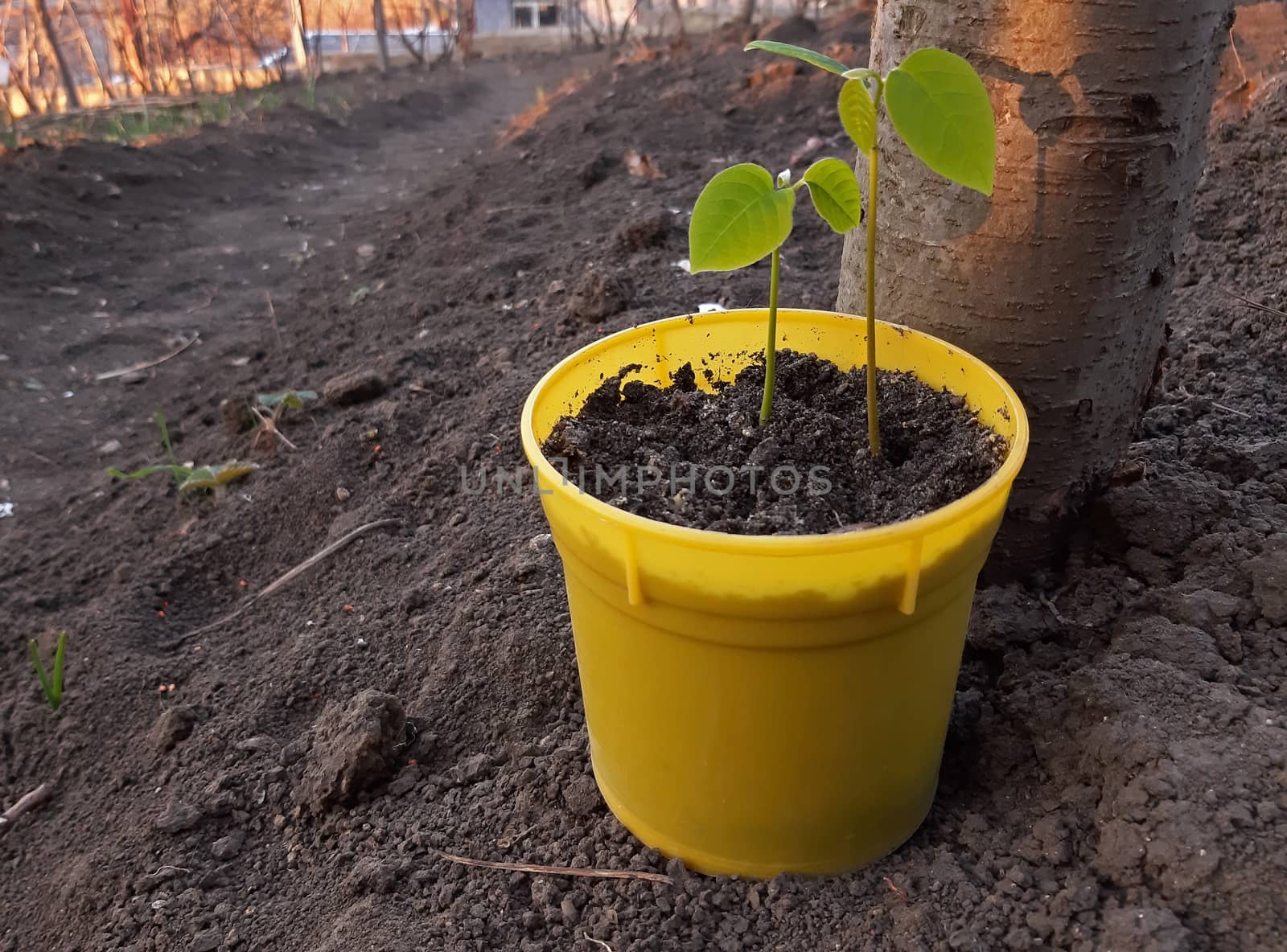 A young plant germinated in the yellow pot.