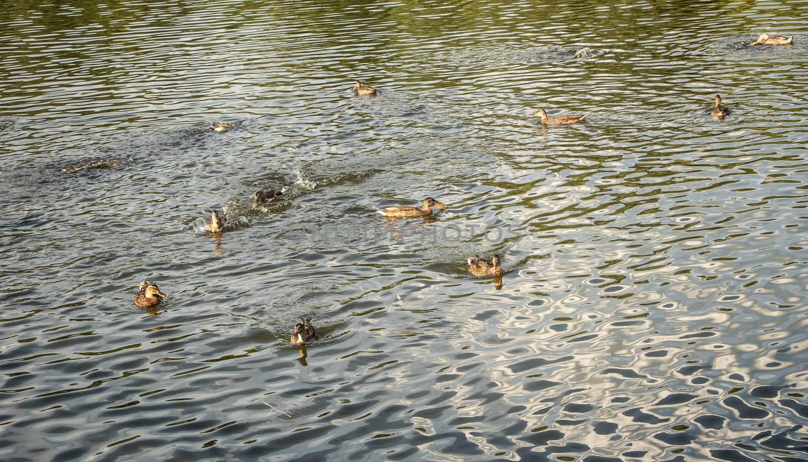 A group of ducks swimming in the lake.