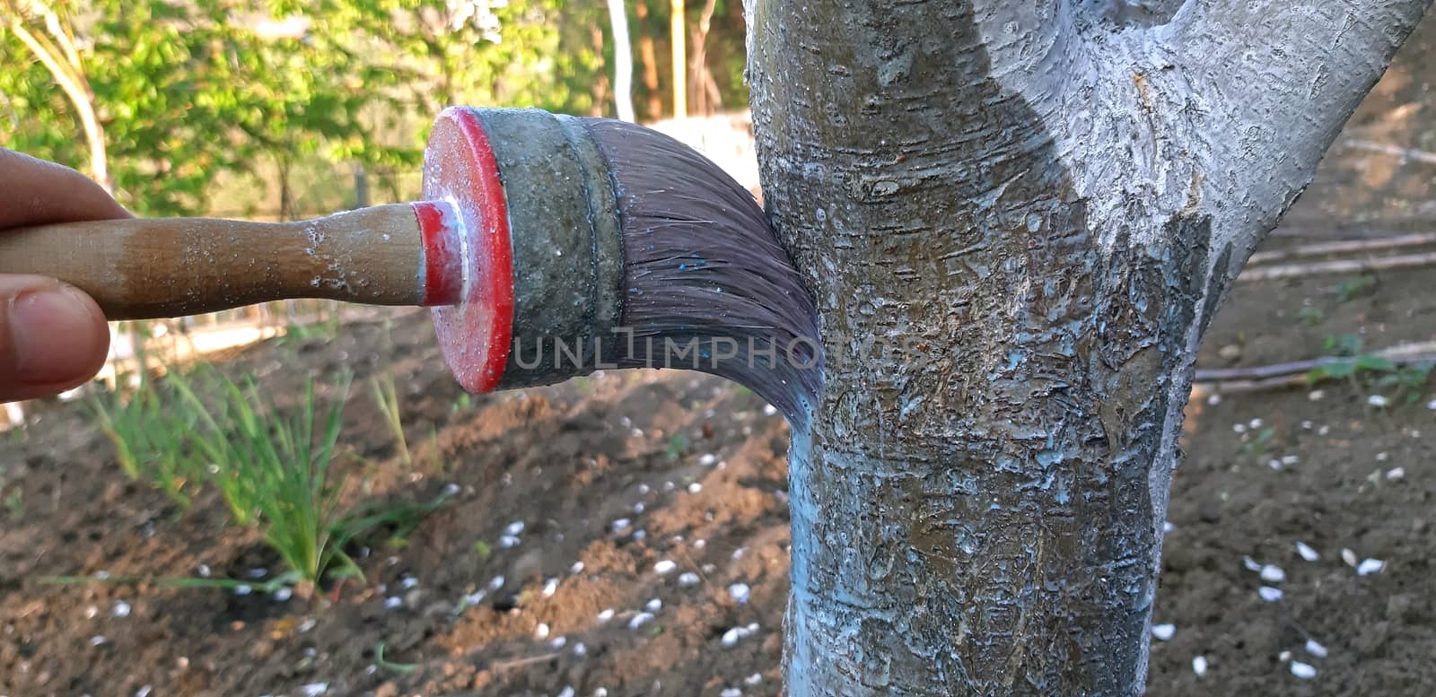 Painting tree with lime in the spring.