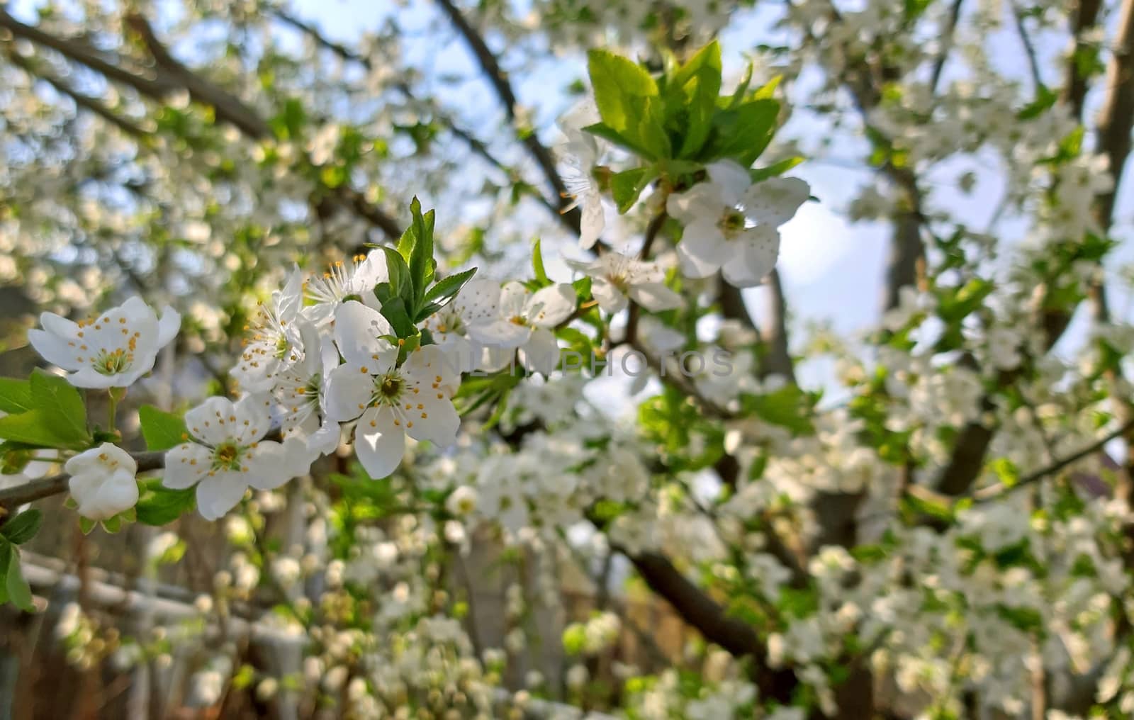 Tree blooming in spring, white flowers, Fruit tree by Mindru