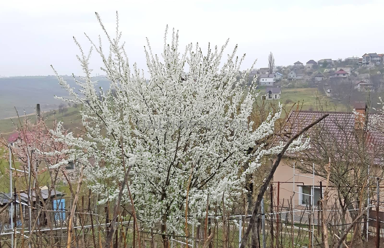 Tree full of flowers in the spring. Prunus cerasifera.