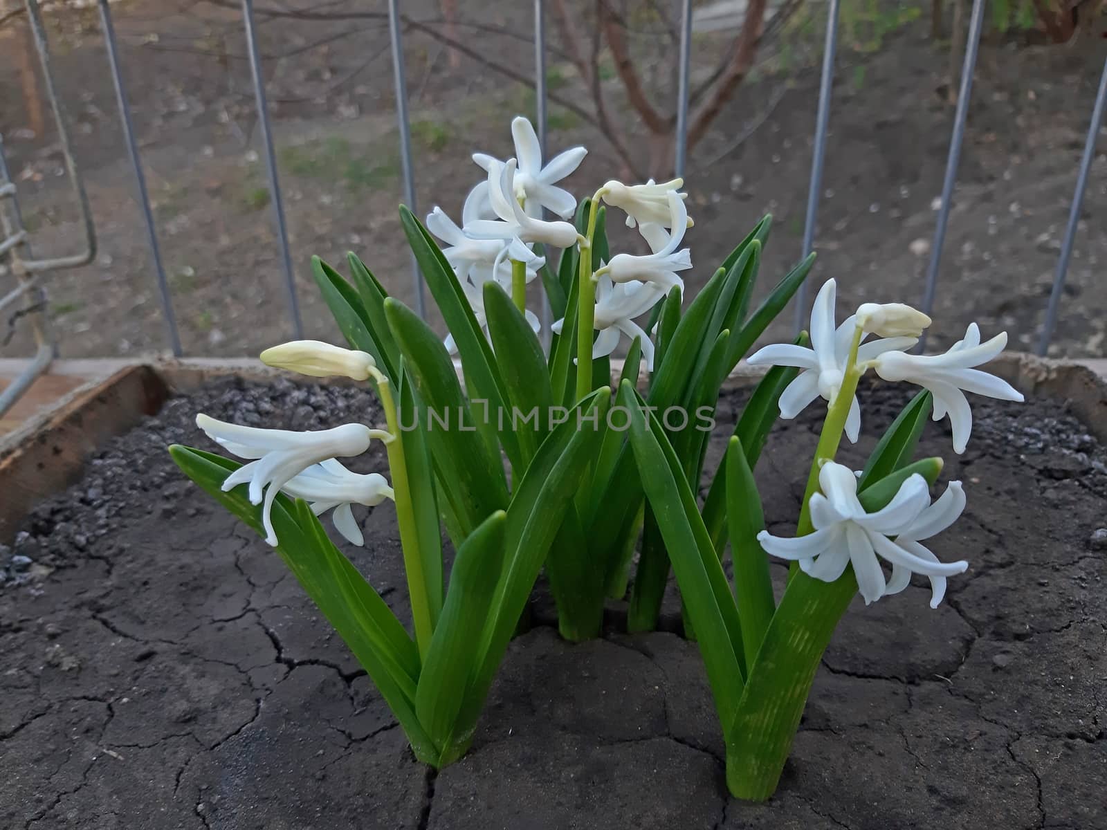 White hyacinths in bloom very beautiful flowers by Mindru