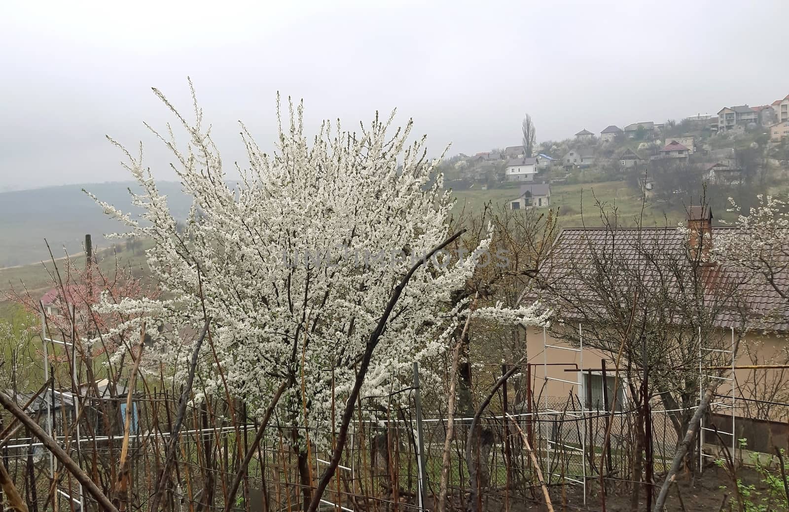 Tree full of flowers in the spring in gloomy day.