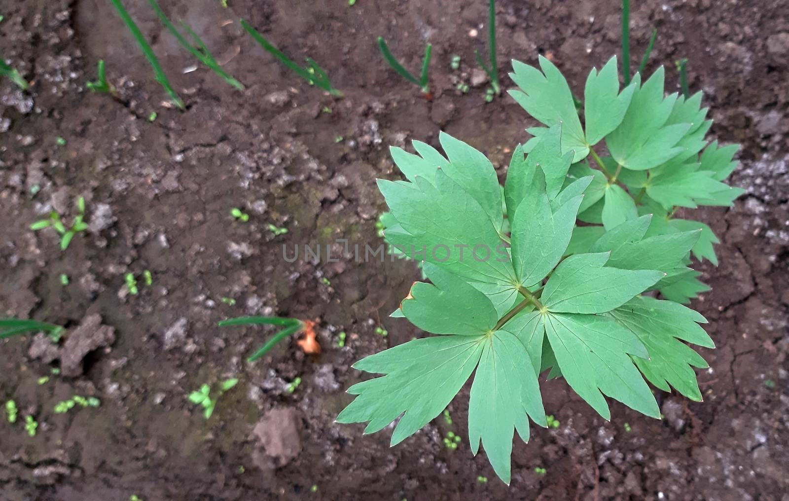 Lovage herb very medicinal plant growing in the garden.