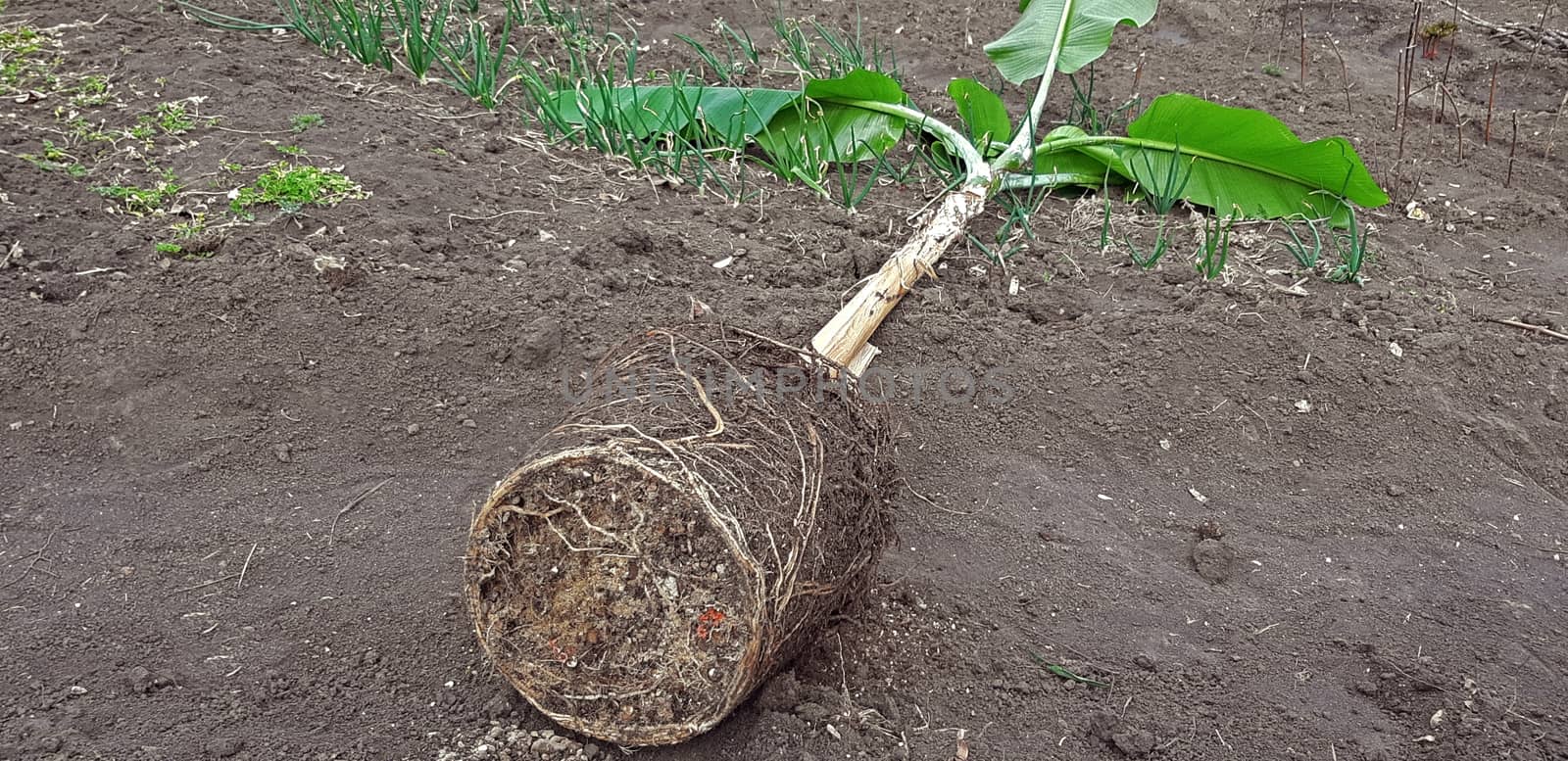 Banana tree pulled out of the pot, preparation for planting in the garden.